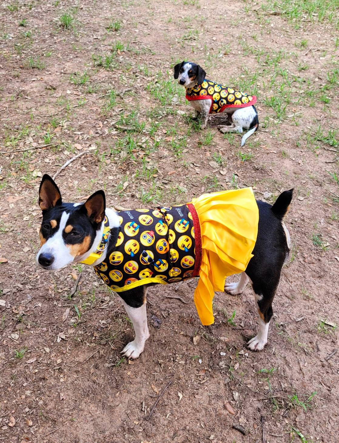 Emoji pet dress, Emoji pet harness, emoji dog dress, emoji dog harness, emoji cat harness, Smiley face pet dress, yellow pet dress