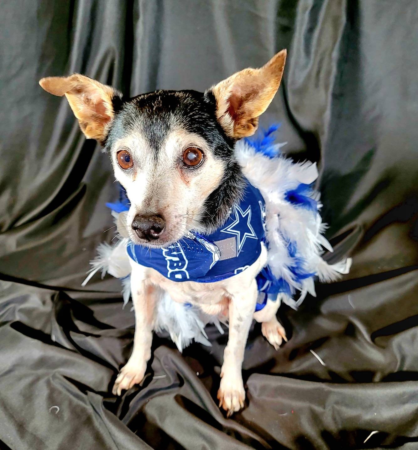 Dallas Cowboy Pet feather dress, Dallas Cowboy Dog feather dress, Dallas Cowboy Pet dress, feather pet dress, nfl pet dress, nfl dog dress