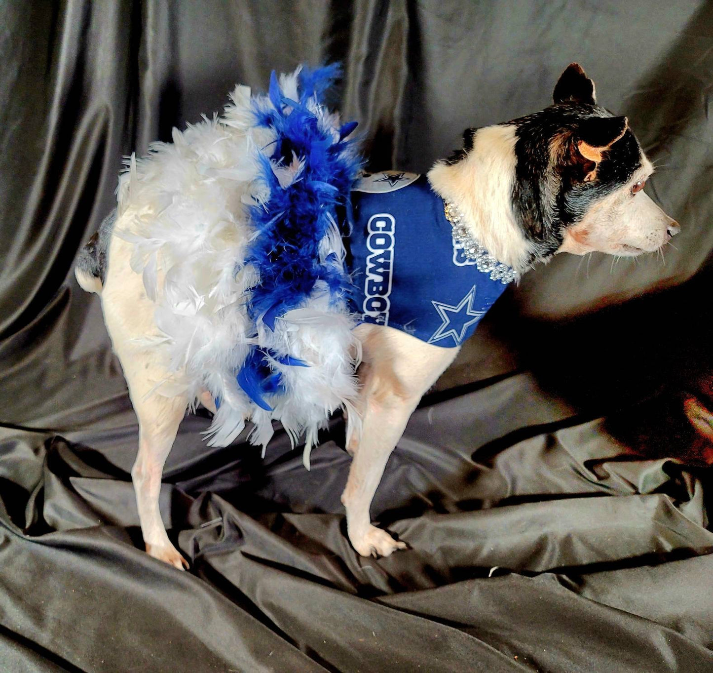 Dallas Cowboy Pet feather dress, Dallas Cowboy Dog feather dress, Dallas Cowboy Pet dress, feather pet dress, nfl pet dress, nfl dog dress