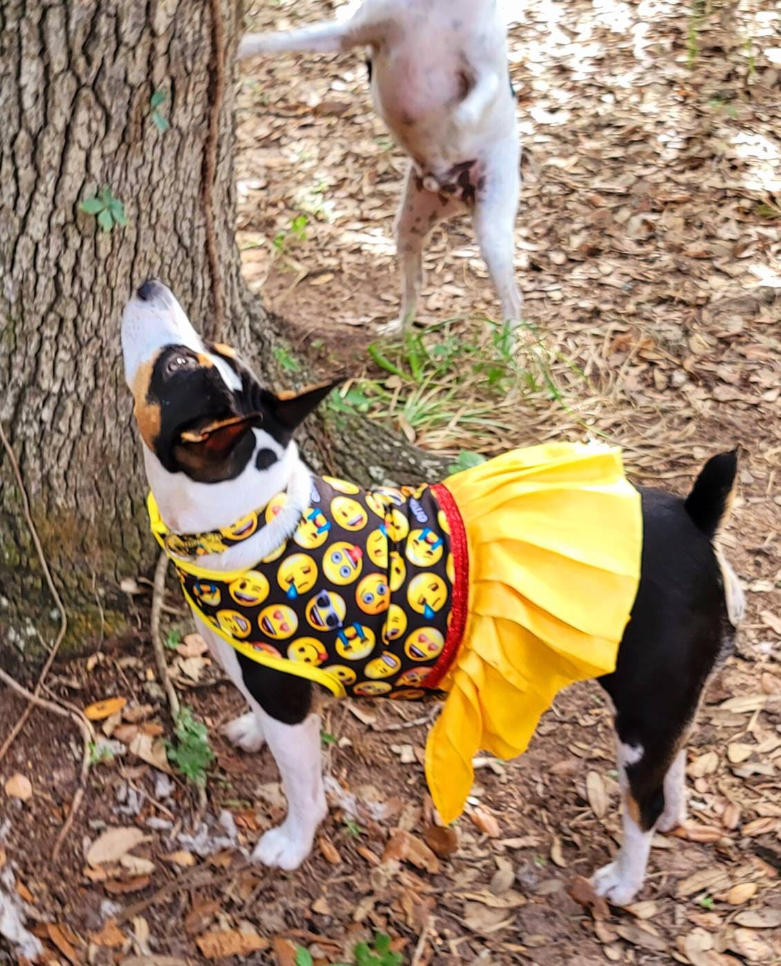 Emoji pet dress, Emoji pet harness, emoji dog dress, emoji dog harness, emoji cat harness, Smiley face pet dress, yellow pet dress