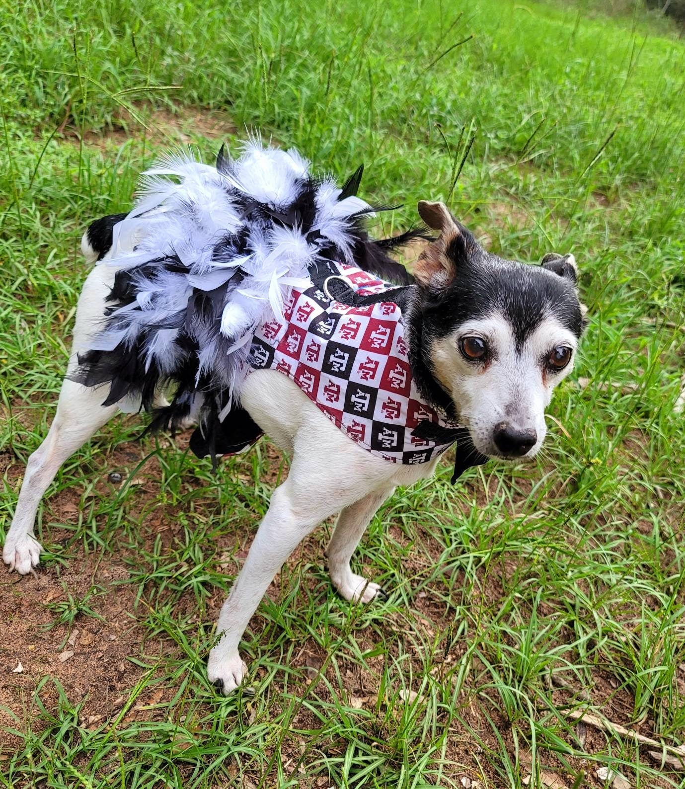 Texas Aggies feather Pet dog dress, A&M feather pet dog dresses, Aggie dress, Aggie Pet dresses, feather pet dresses, dog dress, Aggie pet harness