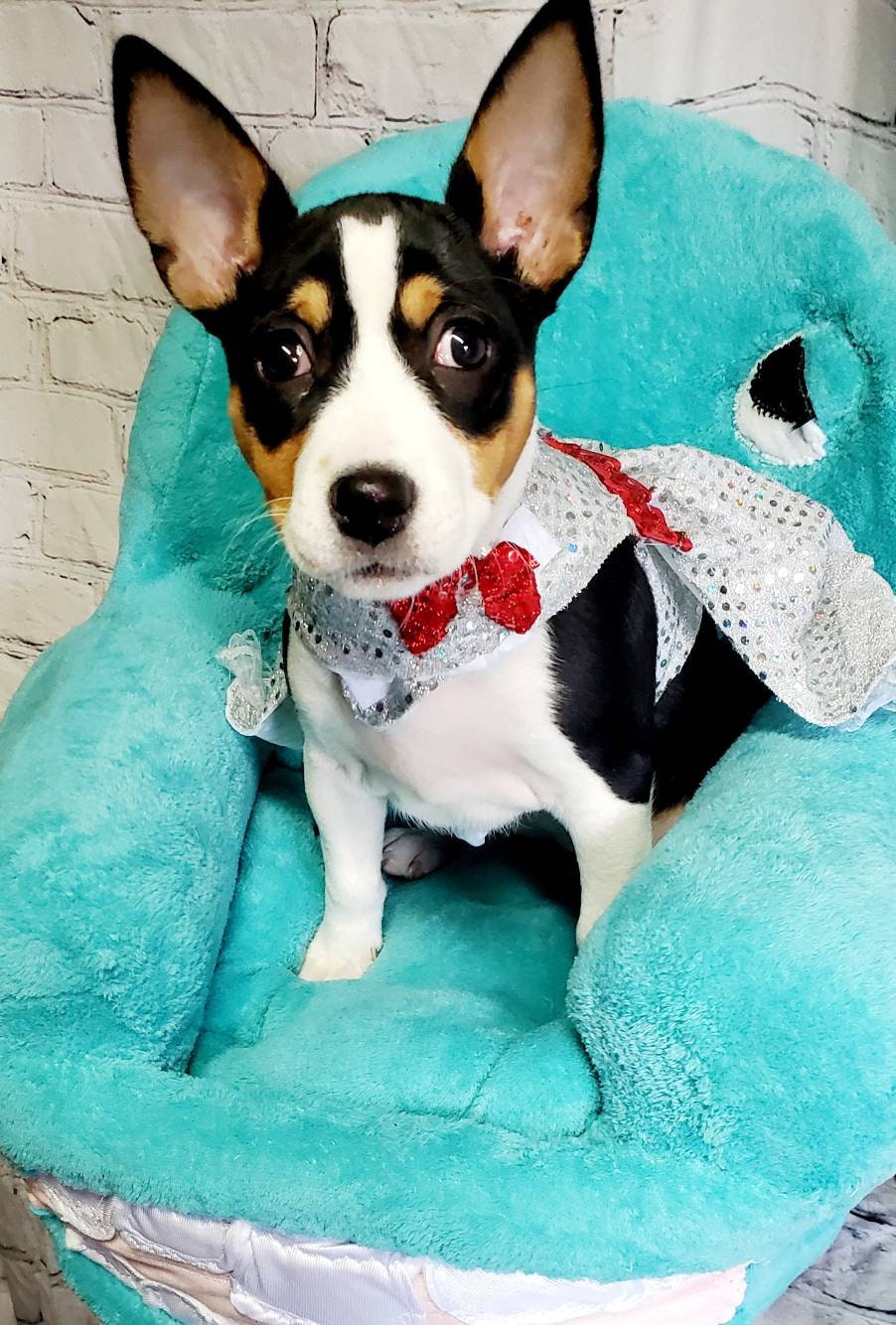 Chairry Pet Chair, Chairry dog chair, Pee Wee Hermann pet chair Pee Wee Hermann dog bed, Chairry PeeWee pet bed, luxury pet bed