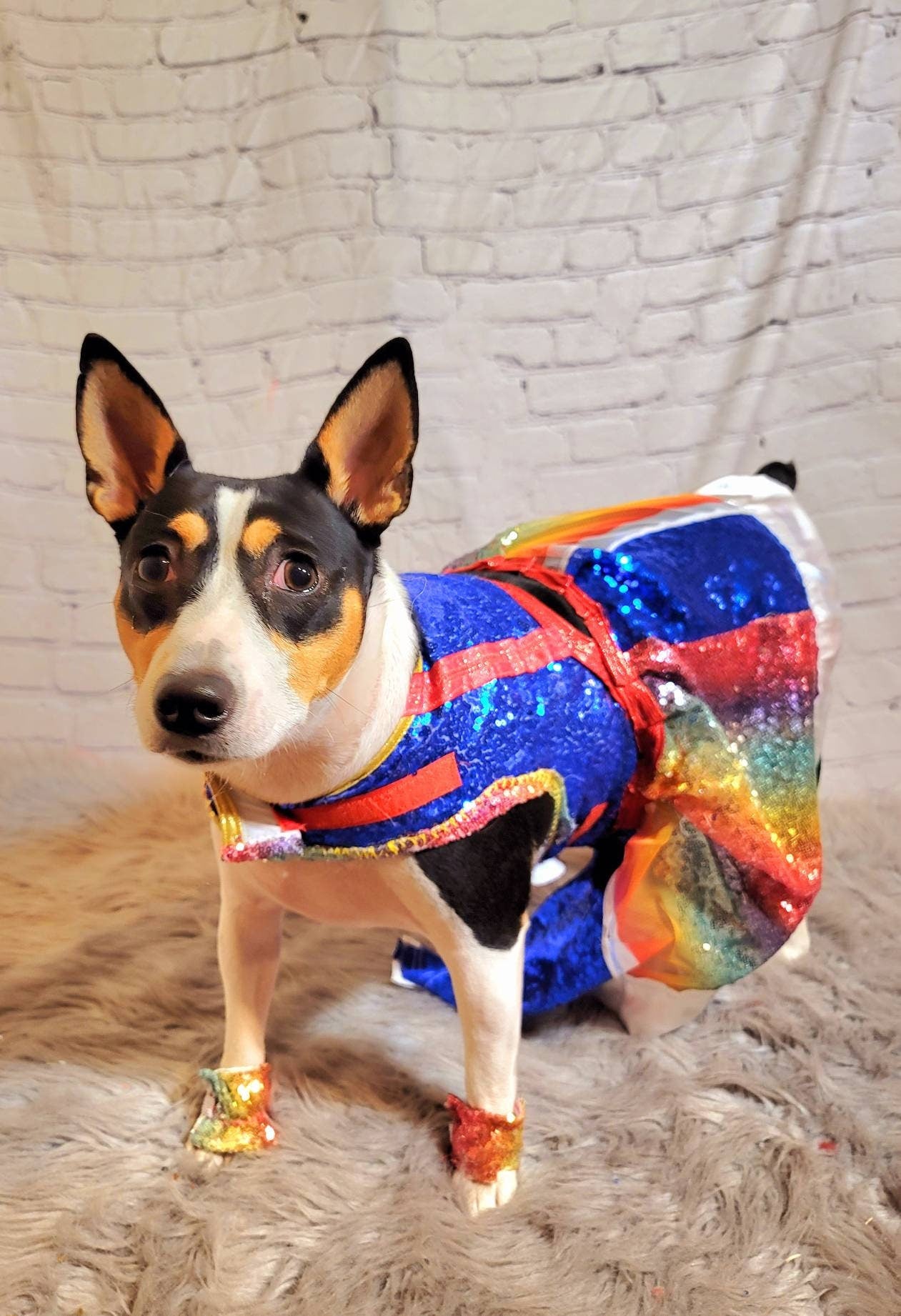 Rainbow Bright pet costume, Rainbow Bright dog costume, Rainbow Bright Cat costume, Rainbow sequin pet dress, Rainbow dog dress, Rainbow pet