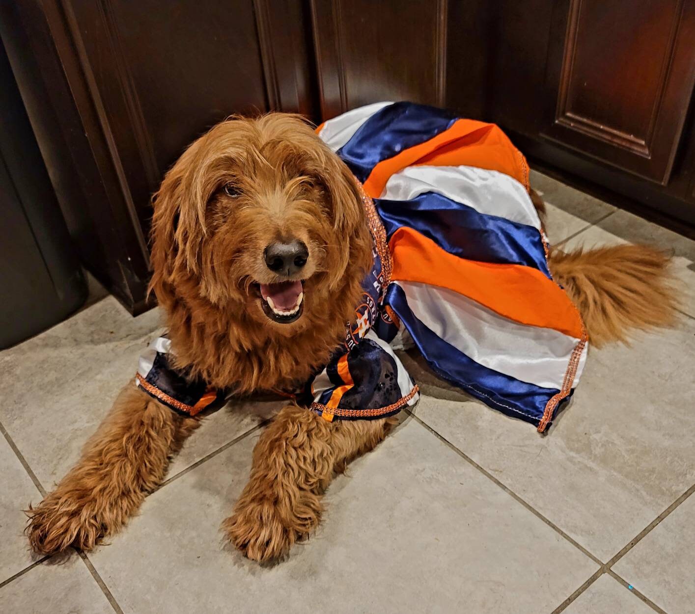 Houston Astros cheerleading pet dress, Astros Cheerleader dog dresses, Astros cat dress, Houston Astros Pet dresses, baseball pet dresses,