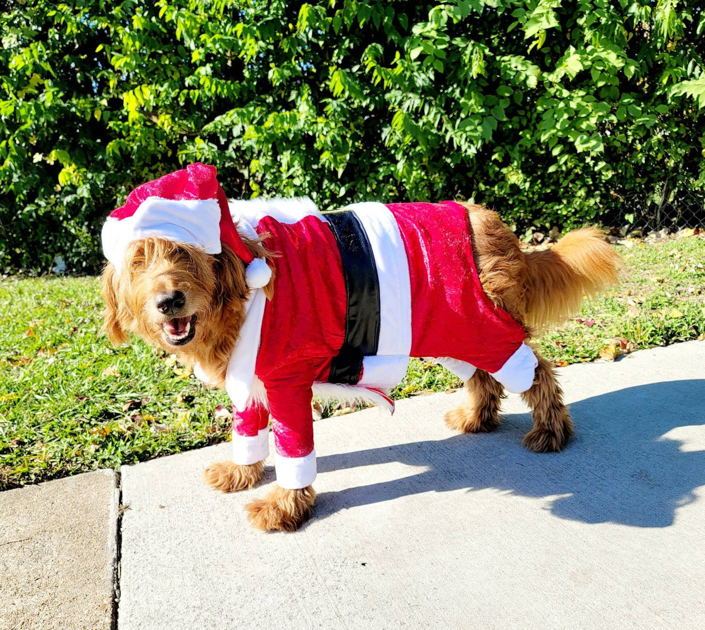 Pet Santa Costume, santa dog costume, santa full pet costume, santa cat costume, dog santa costume, Christmas pet costume, holiday pet