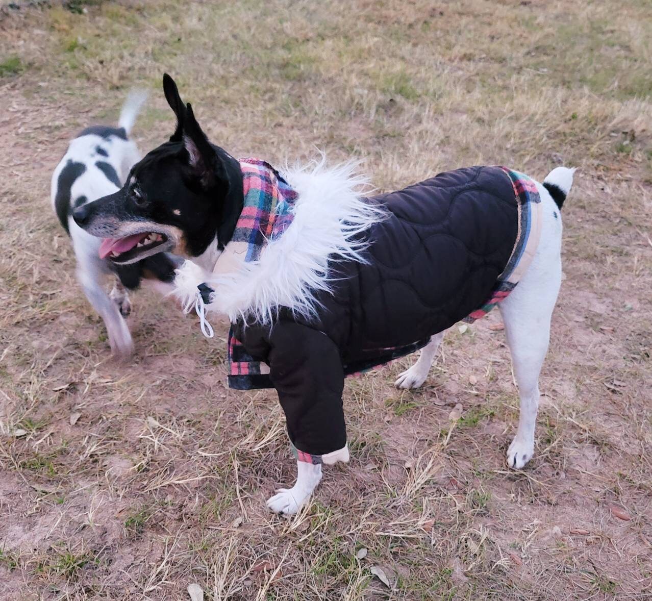 Pet hoodie jacket, pet winter jacket, pet coat, dog hoodie, dog jacket, quilted pet jacket, jackets for pets