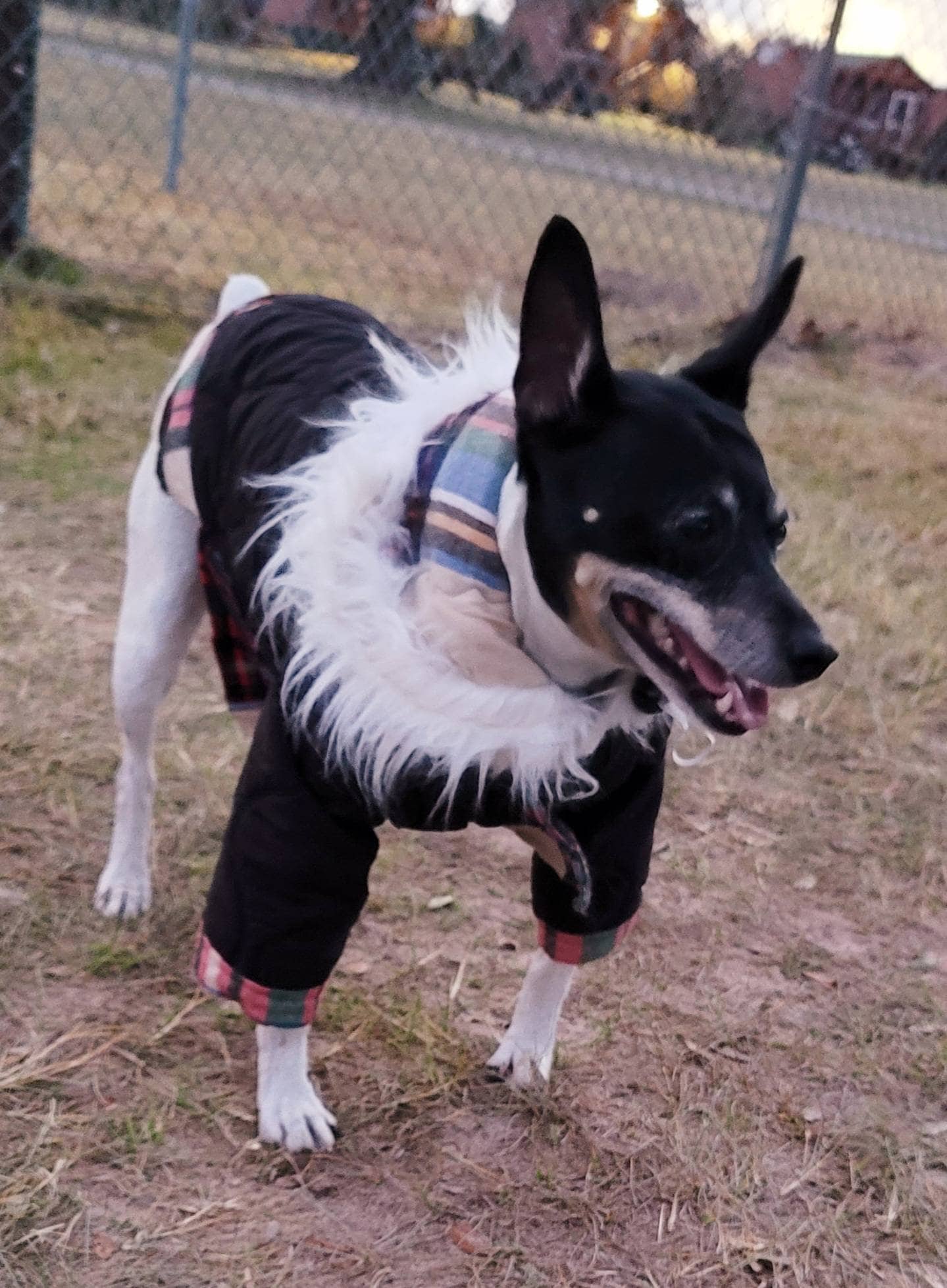 Pet hoodie jacket, pet winter jacket, pet coat, dog hoodie, dog jacket, quilted pet jacket, jackets for pets