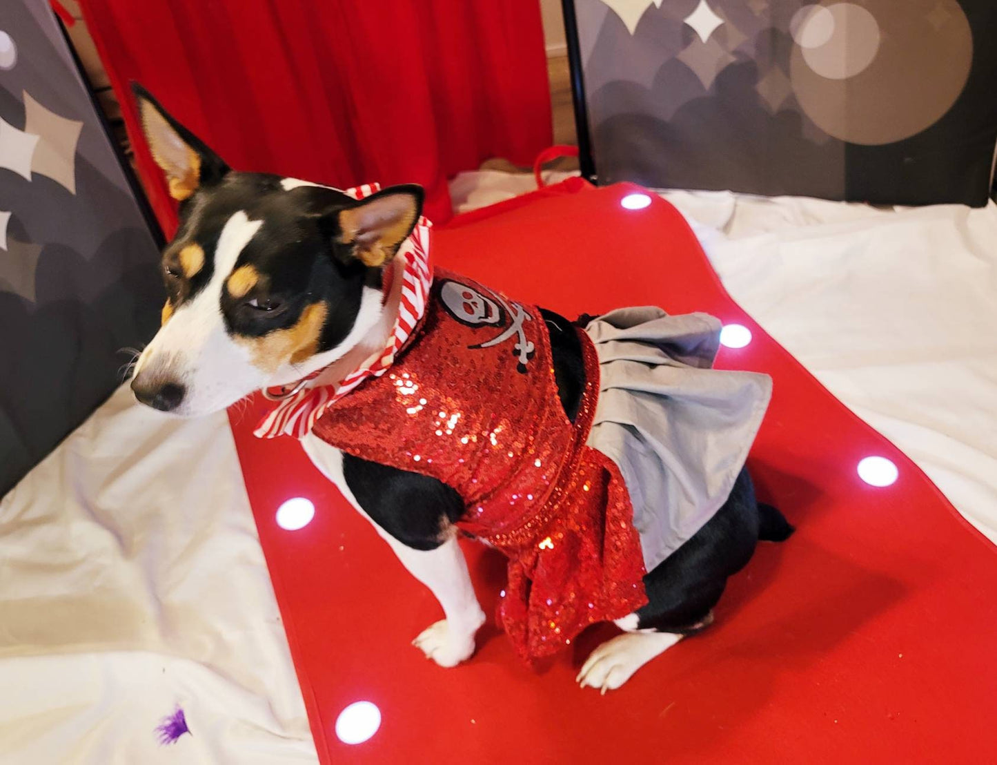 Tampa Bay pet dress, Buccanneers pet dress, Tom Brady Pet dress, Tampa Bay Buccanneer dog dress, sequin pirate pet dress, cheerleading pet