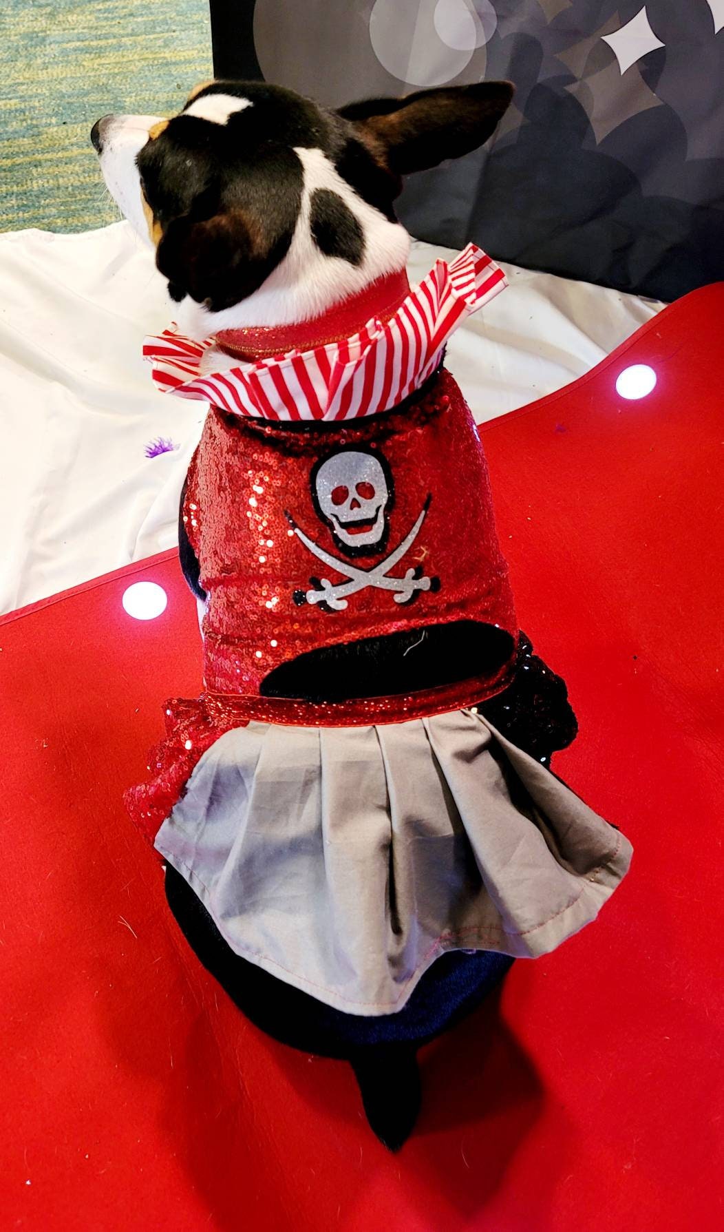 Tampa Bay pet dress, Buccanneers pet dress, Tom Brady Pet dress, Tampa Bay Buccanneer dog dress, sequin pirate pet dress, cheerleading pet