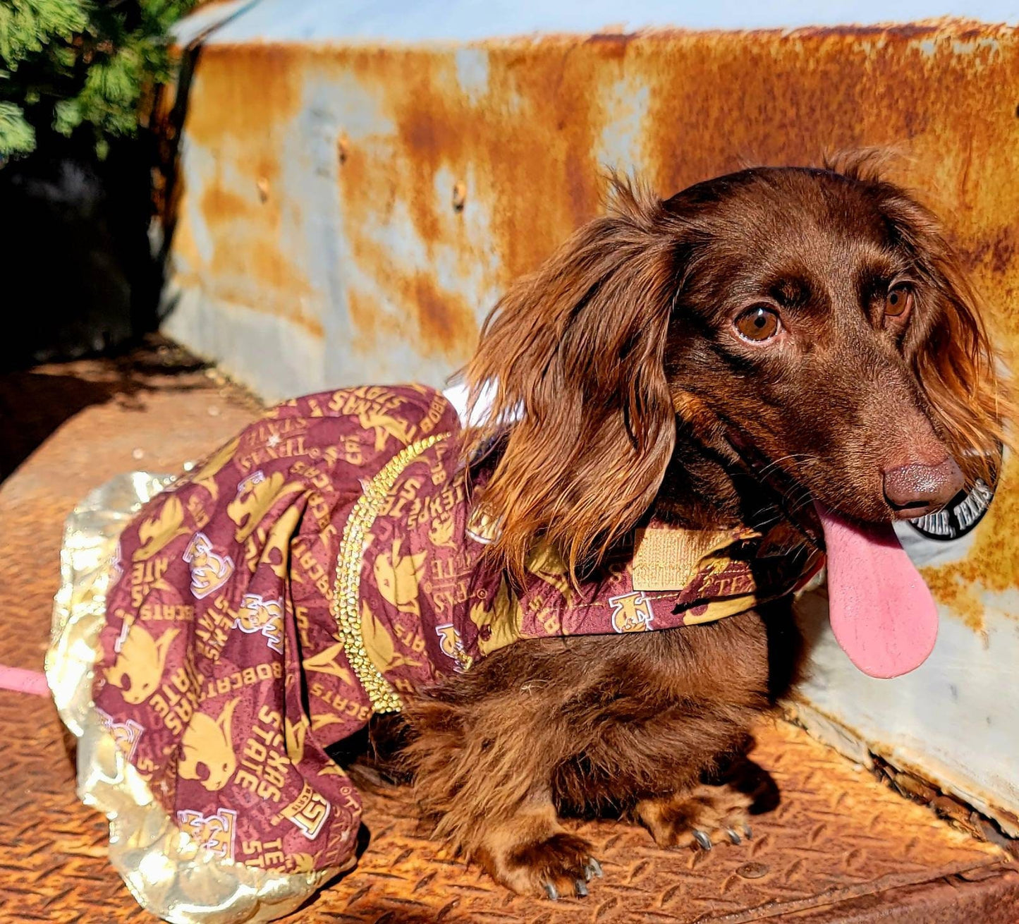 Texas State Pet Dress, Texas State University pet dress, SWT pet dress, TXSU pet dress, Texas State Dog Dress, Bobcat pet dress