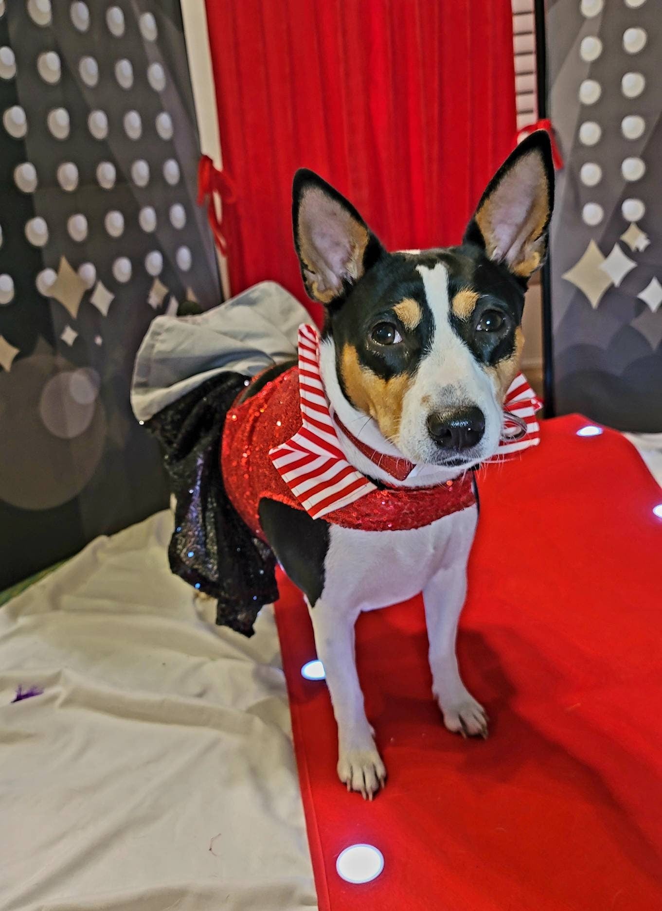 Tampa Bay pet dress, Buccanneers pet dress, Tom Brady Pet dress, Tampa Bay Buccanneer dog dress, sequin pirate pet dress, cheerleading pet