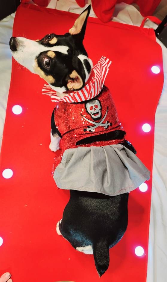 Tampa Bay pet dress, Buccanneers pet dress, Tom Brady Pet dress, Tampa Bay Buccanneer dog dress, sequin pirate pet dress, cheerleading pet