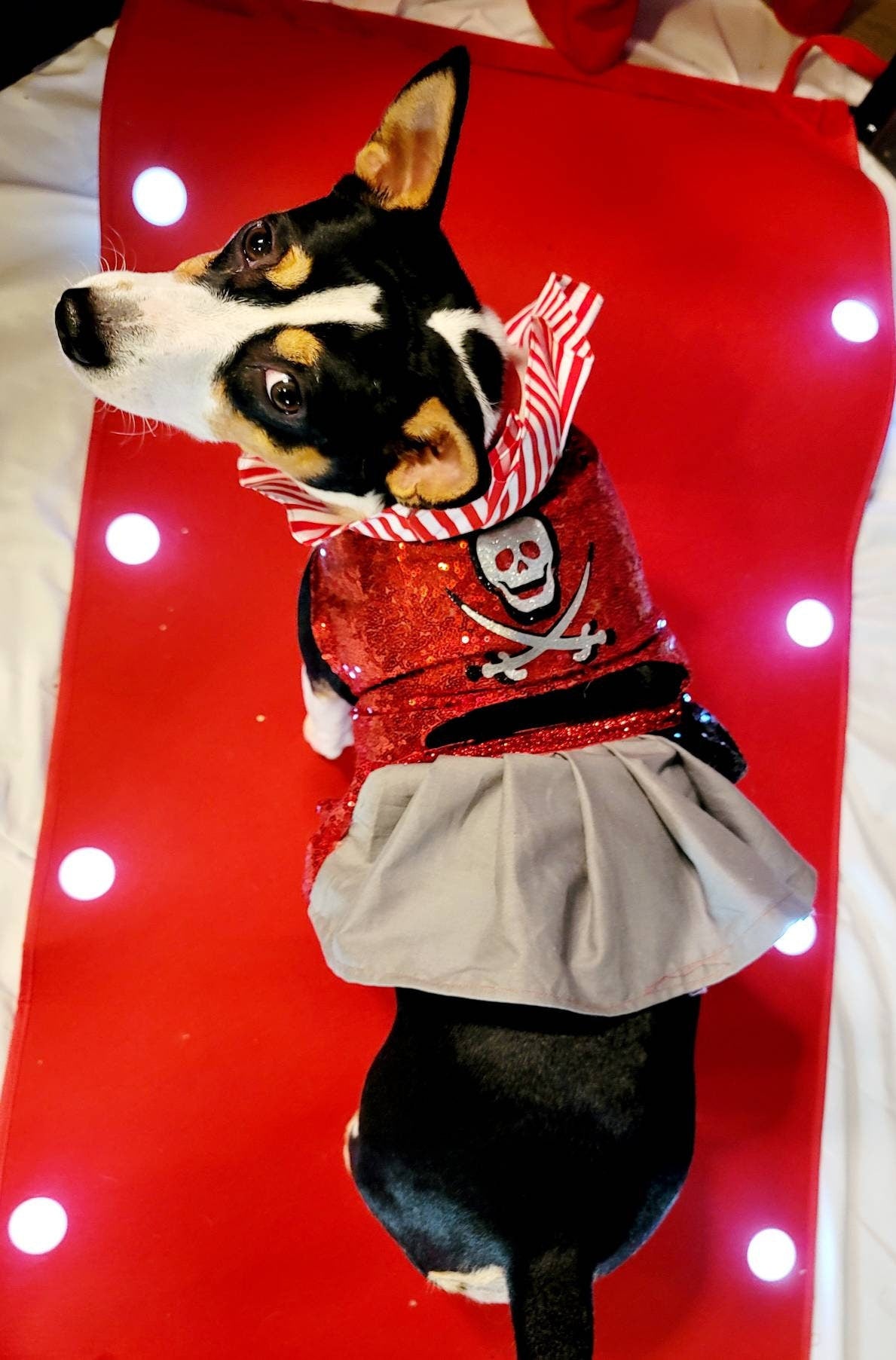 Tampa Bay pet dress, Buccanneers pet dress, Tom Brady Pet dress, Tampa Bay Buccanneer dog dress, sequin pirate pet dress, cheerleading pet