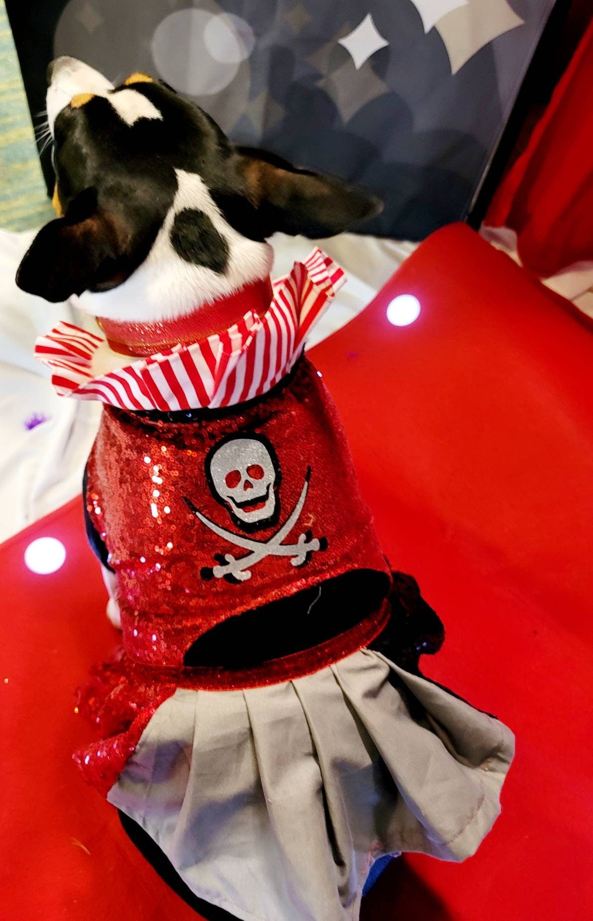 Tampa Bay pet dress, Buccanneers pet dress, Tom Brady Pet dress, Tampa Bay Buccanneer dog dress, sequin pirate pet dress, cheerleading pet
