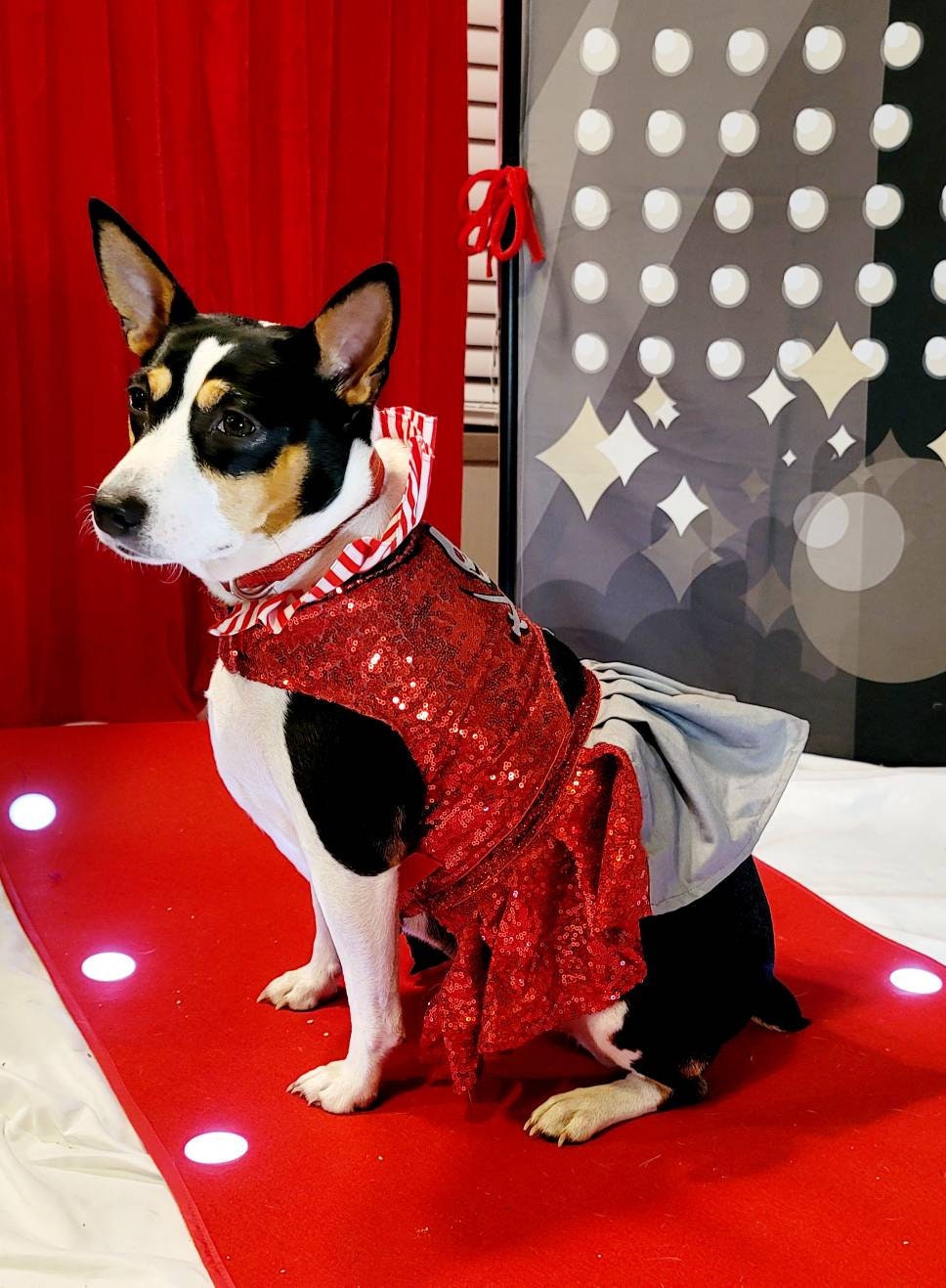 Tampa Bay pet dress, Buccanneers pet dress, Tom Brady Pet dress, Tampa Bay Buccanneer dog dress, sequin pirate pet dress, cheerleading pet