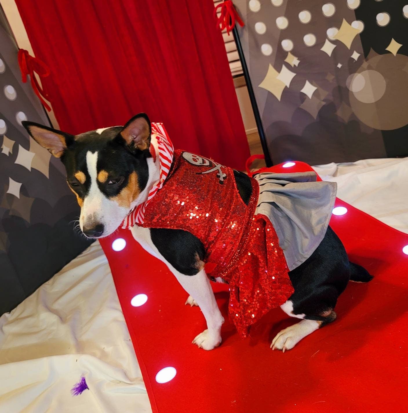 Tampa Bay pet dress, Buccanneers pet dress, Tom Brady Pet dress, Tampa Bay Buccanneer dog dress, sequin pirate pet dress, cheerleading pet