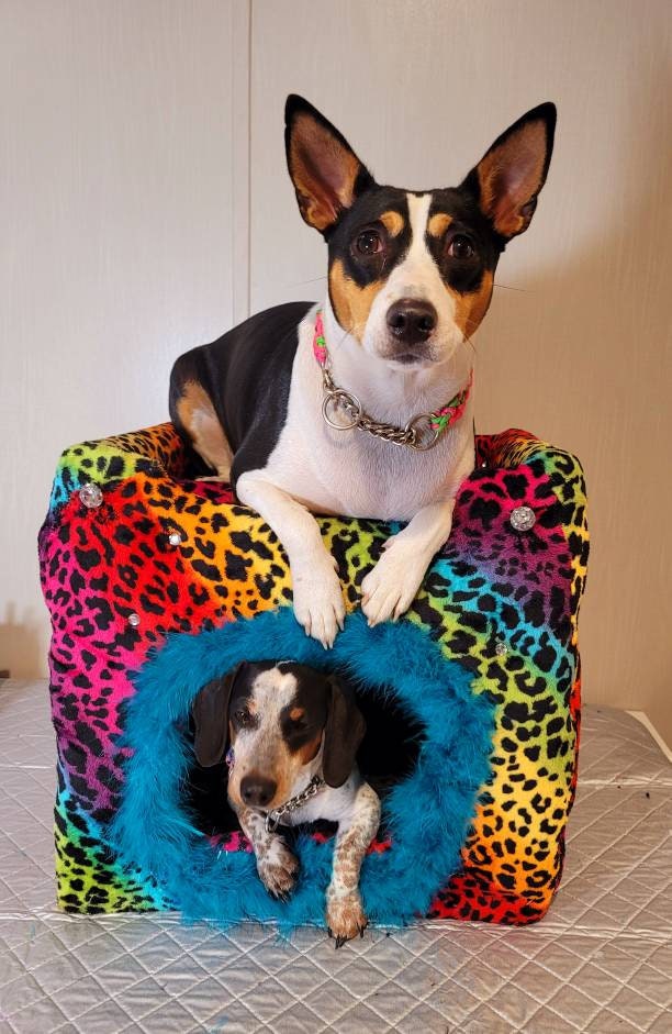 Cat loft bet, cat two story playhouse condo, cat two story bed, luxury cat play bed, pet two story bed, leopard cat bed, rainbow pet bed