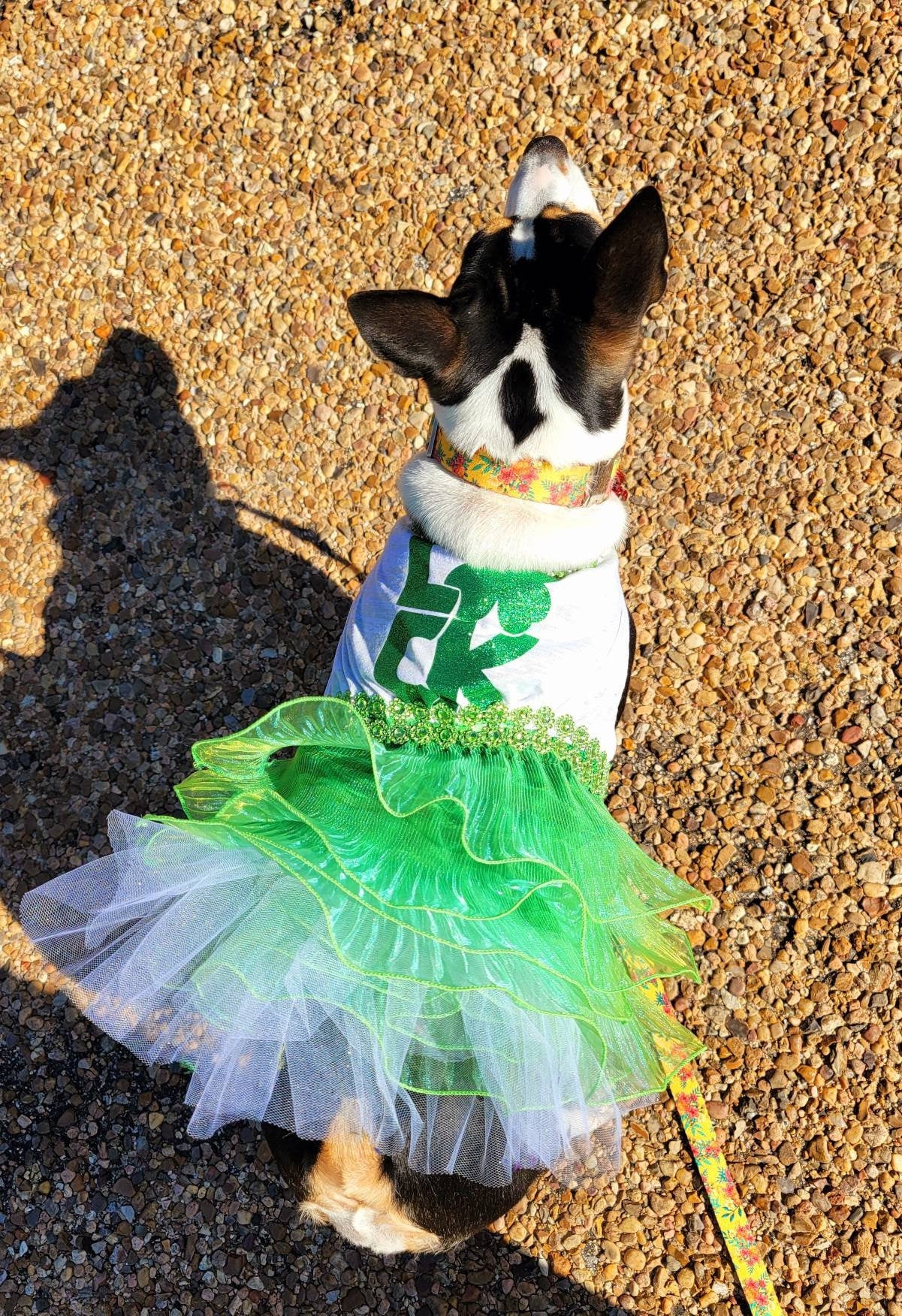 St Patrick's day Pet Dress, Patty's day pet dress, Irish pet dress, St Patrick day dog dress, lucky pet dress, Patty's day dog dress