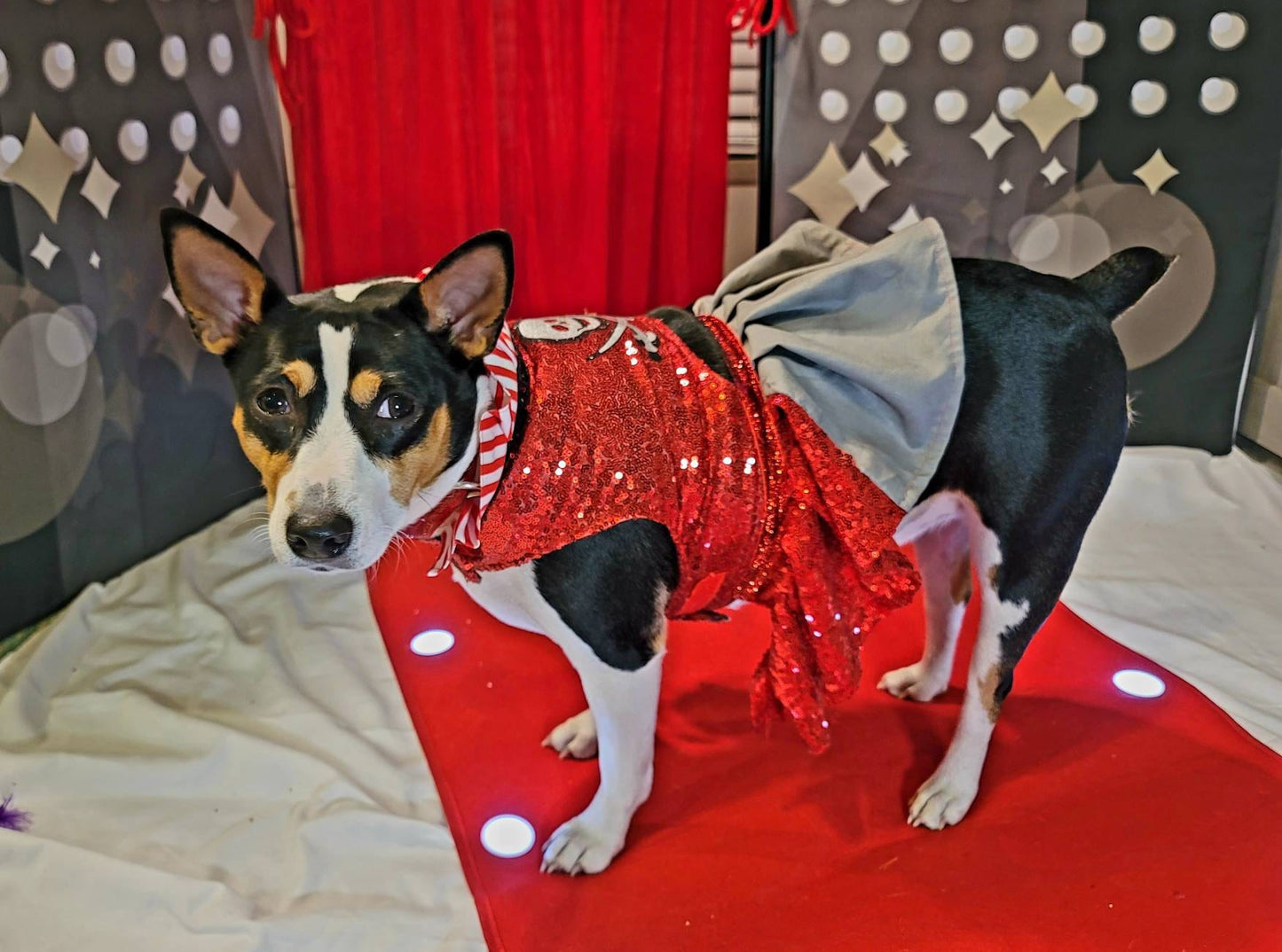 Pet Pirate female Costume, Dog Pirate Costume, Pirate pet costume, Pirate cat costume, female Pirate pet, Pirate pet dress, pet costume