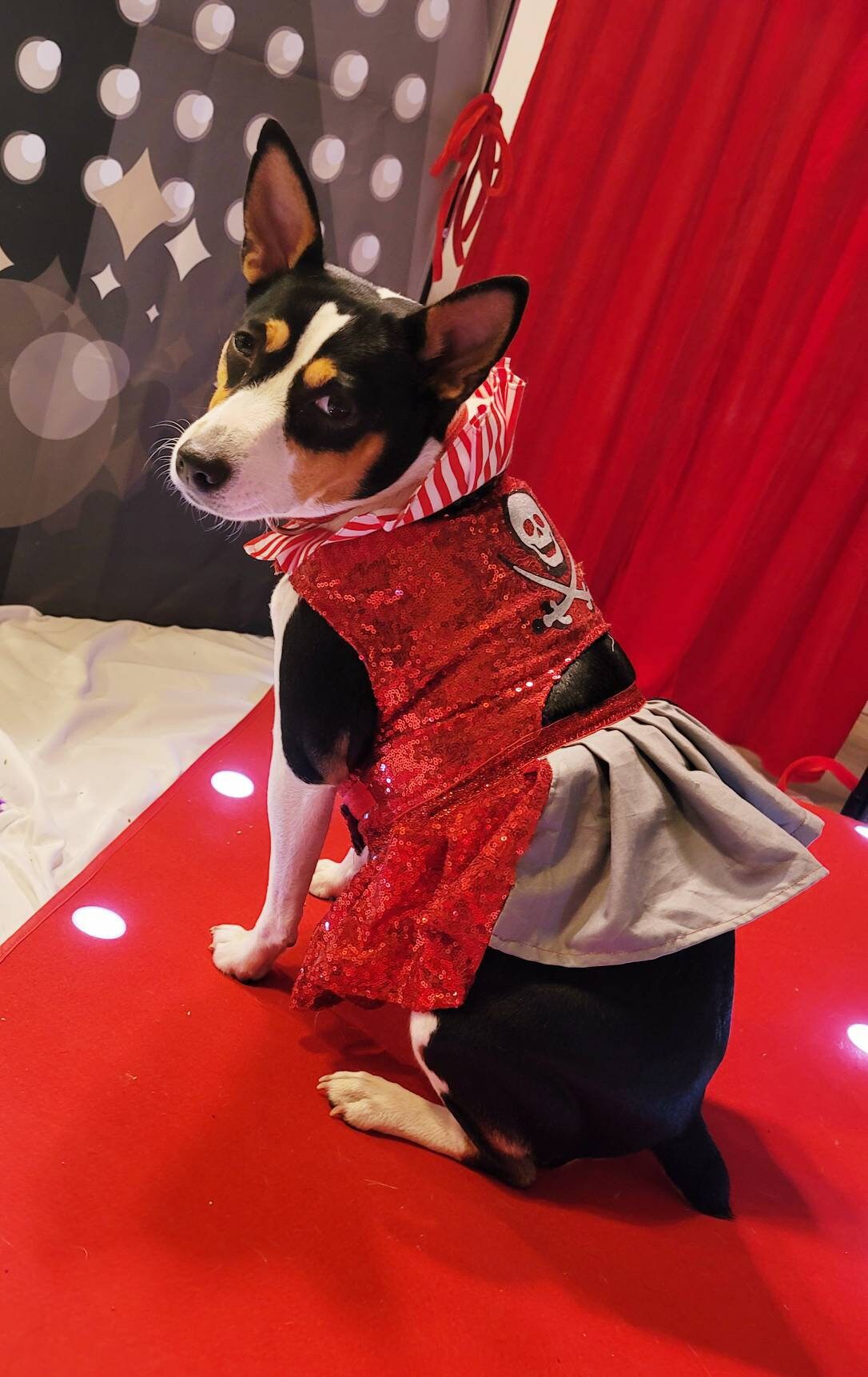 Pet Pirate female Costume, Dog Pirate Costume, Pirate pet costume, Pirate cat costume, female Pirate pet, Pirate pet dress, pet costume