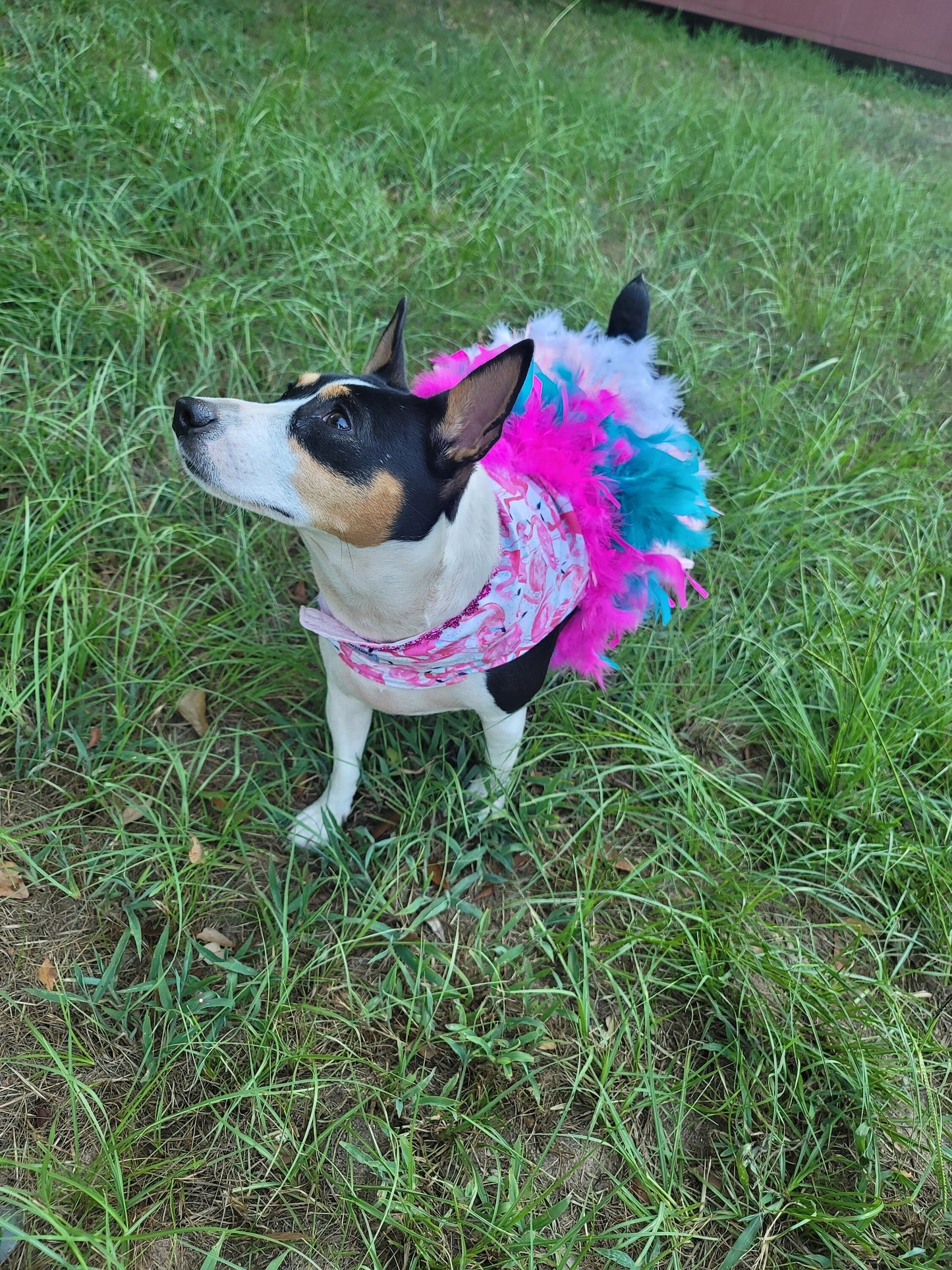 Flamingo pet dress, Flamingo dog dress, Flamingo cat dress, feather pet dress, feather dog dress