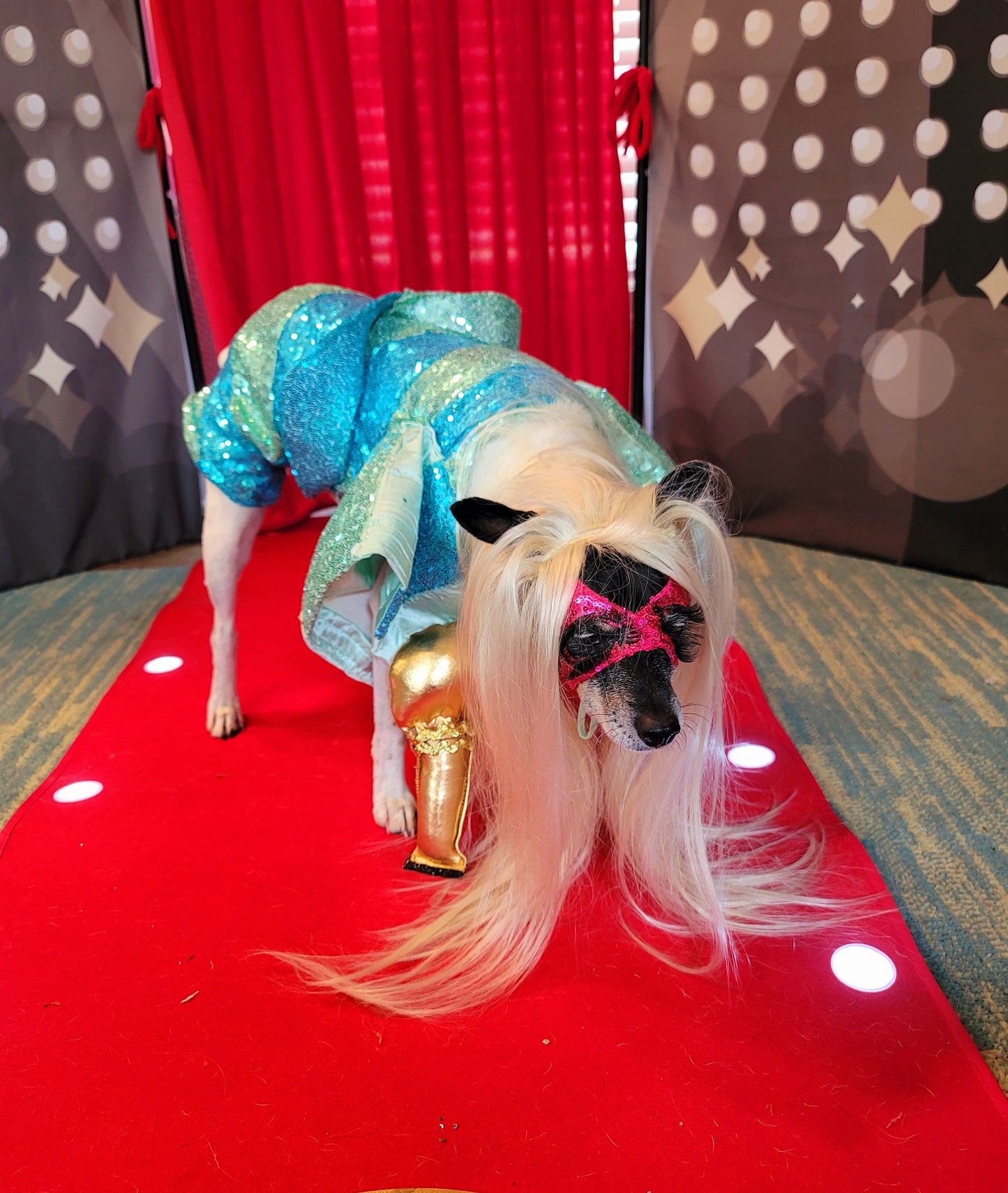 Lady Gaga Concert pet costume, Lady Gaga concert dog costume, Pop Singer pet costume, Halloween Pet Costume, Lady Gaga dog costume