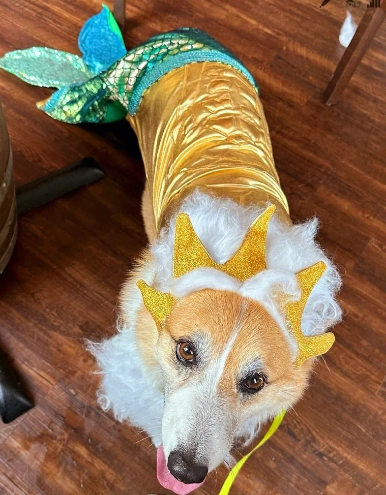- King Triton Pet Costume, King Triton dog costume, Sea King pet costume, male mermaid pet costume, Sea King dog costume, male mermaid dog