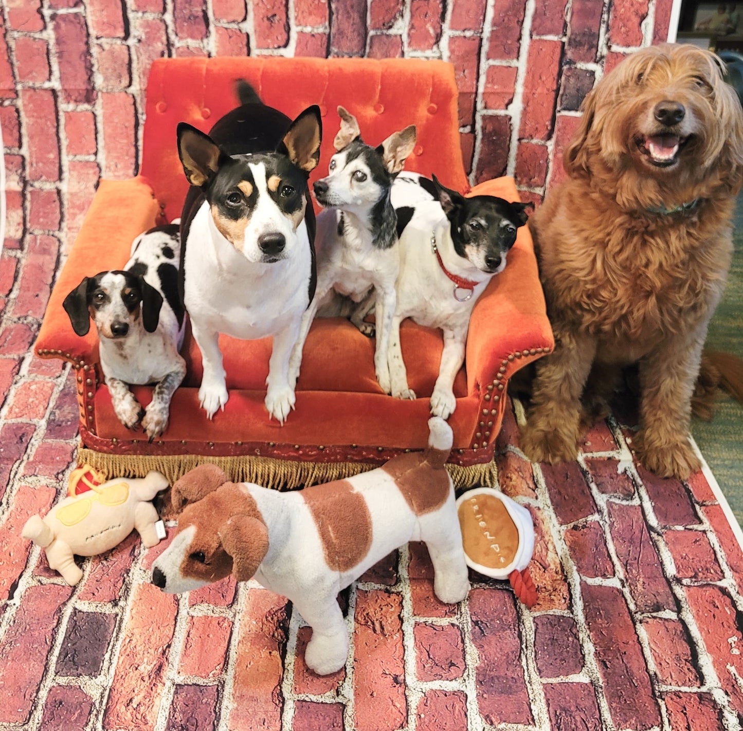 Friends Pet Sofa, Friends Dog Sofa, Central Perk Pet Sofa, Central Perk dog sofa, Friends pet couch, Friends dog couch, luxury pet bed