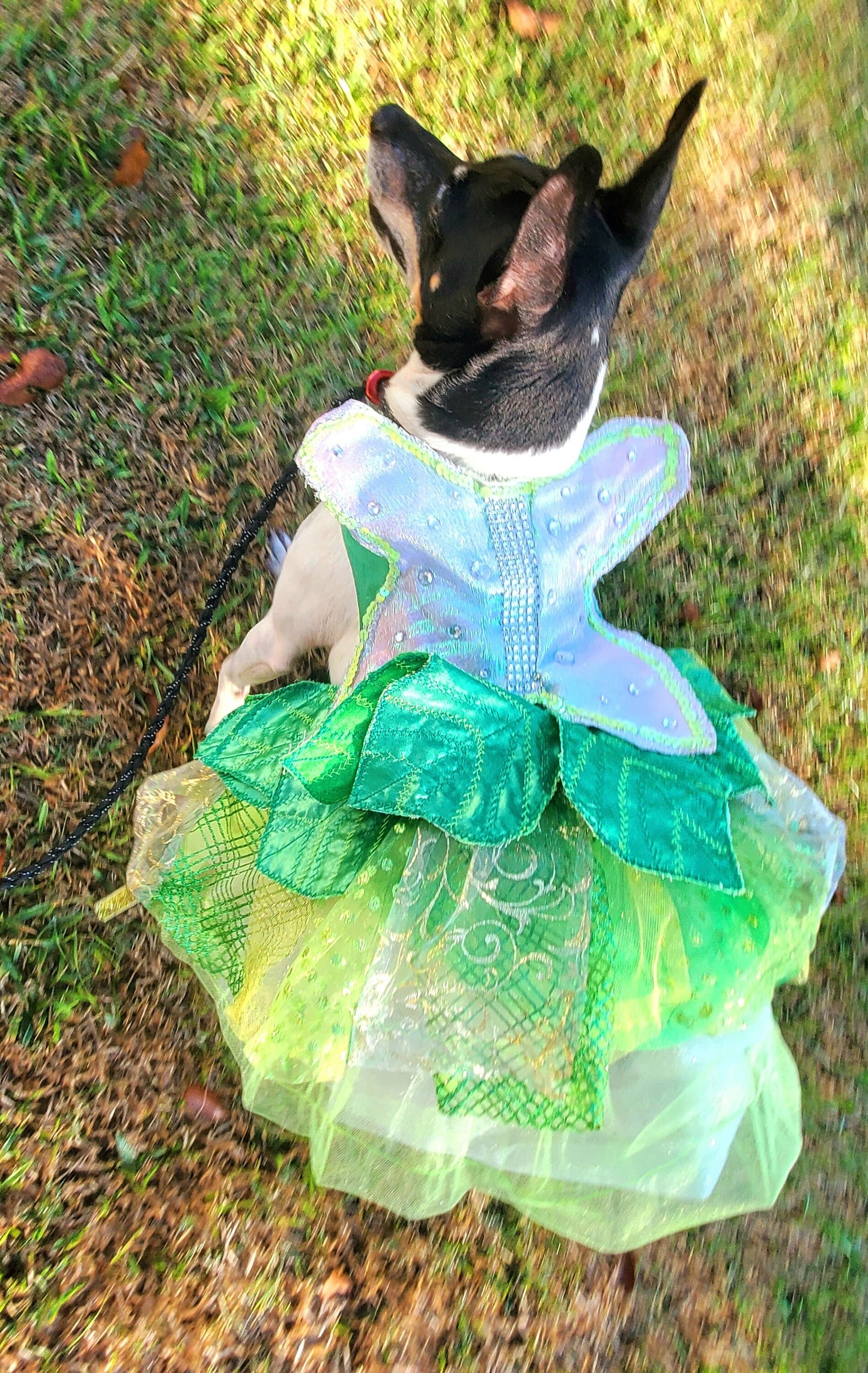 - Tinkerbell Pet Costume, Fairy Princess Pet Costume, Fairy Princess Cat dog costume, Halloween Pet costume, Tinkerbell dog costume