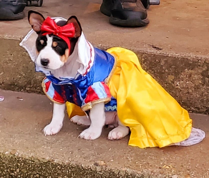 - Snow White Pet Costume, Snow White Dog Costume, Snow White Cat Costume, Disney Pet Costume, pet dress Costume, Halloween Pet costume girls