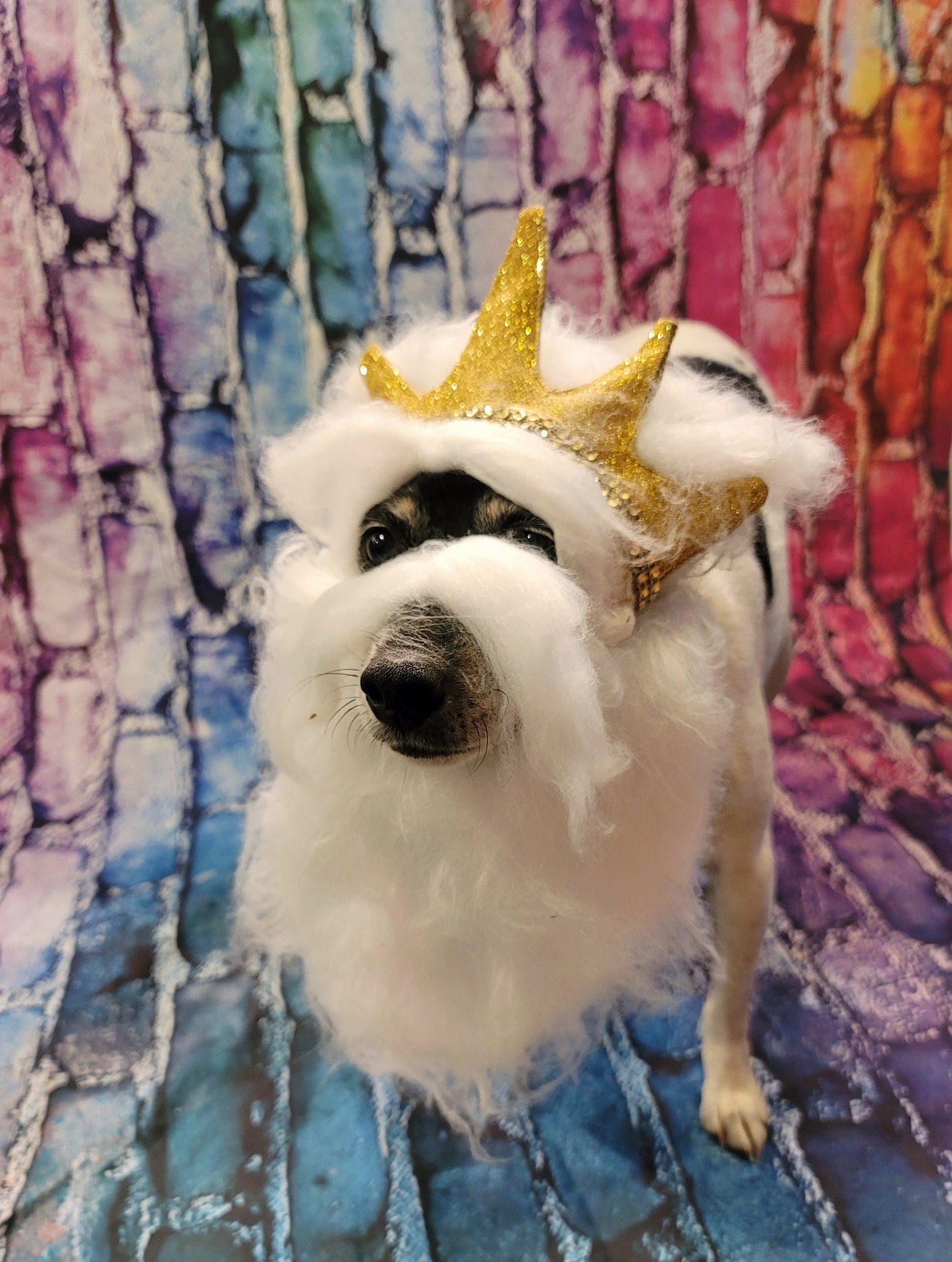 King Triton Pet wig, beard and crown, King Triton dog wig and crown, Sea King Pet wig, beard and crown, Mermaid Pet wig and beard