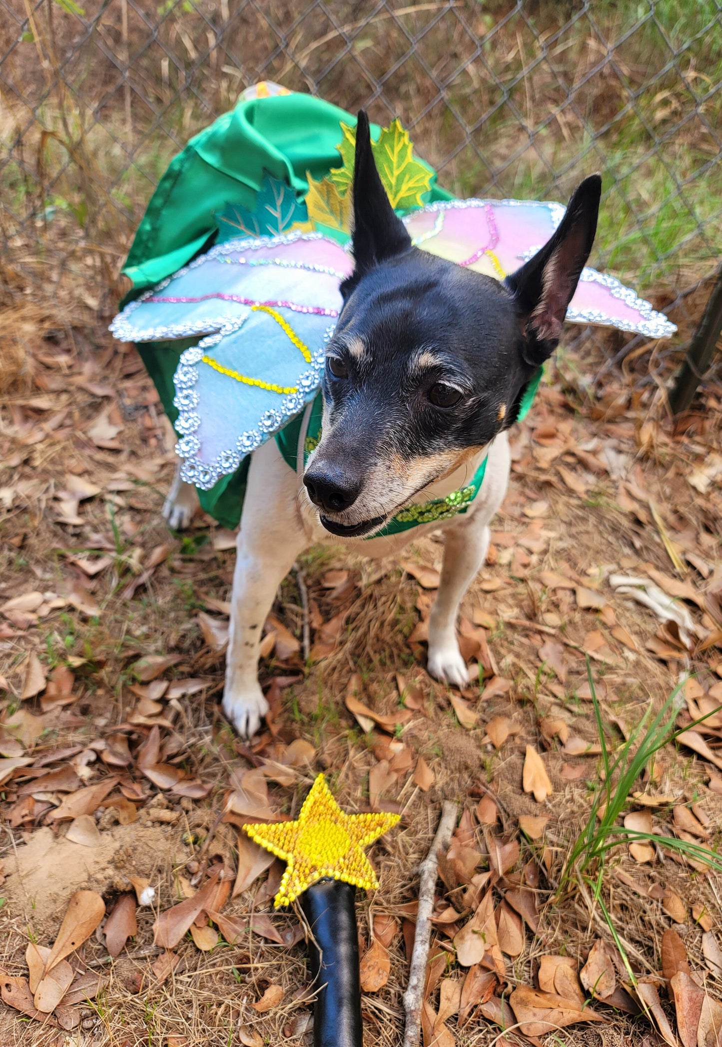 - Tinkerbell Pet Costume, Fairy Princess Pet Costume, Fairy Princess Cat dog costume, Halloween Pet costume, Tinkerbell dog costume