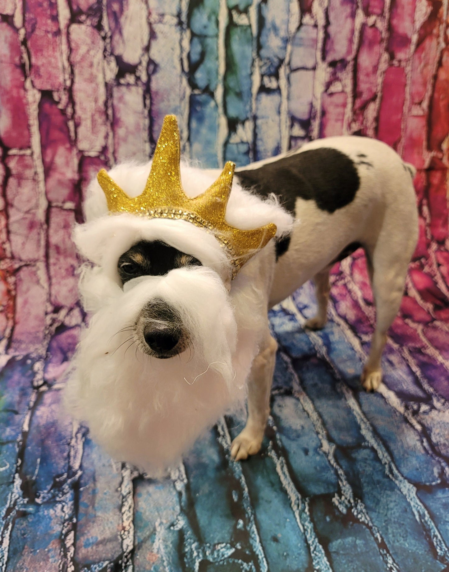 King Triton Pet wig, beard and crown, King Triton dog wig and crown, Sea King Pet wig, beard and crown, Mermaid Pet wig and beard
