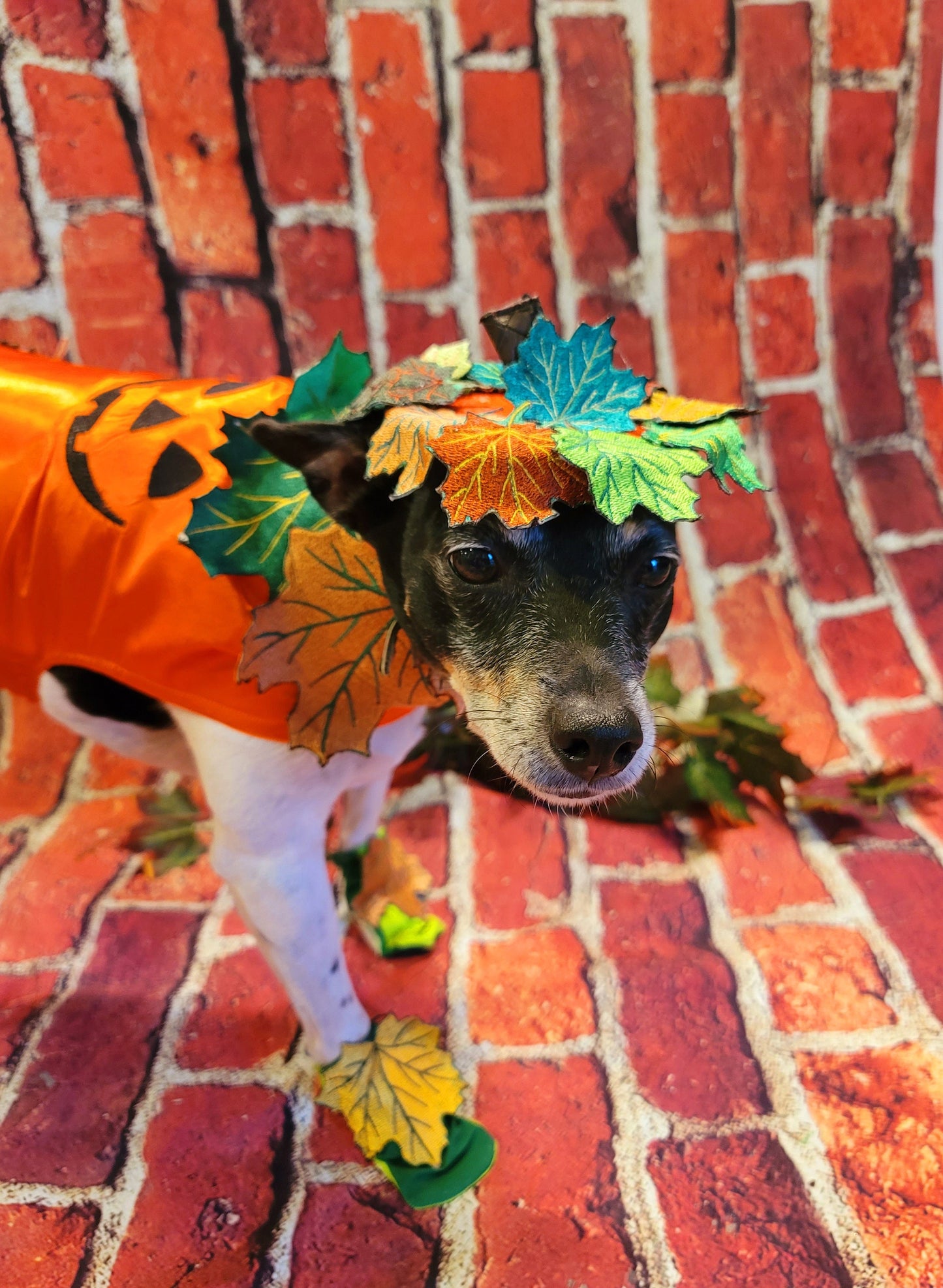 - Pumpkin Halloween Pet Costume, Pet Halloween Costumes, Girl Pumpkin Pet costume, boy Halloween Pet costume, Dog Pumpkin costume, cat costume