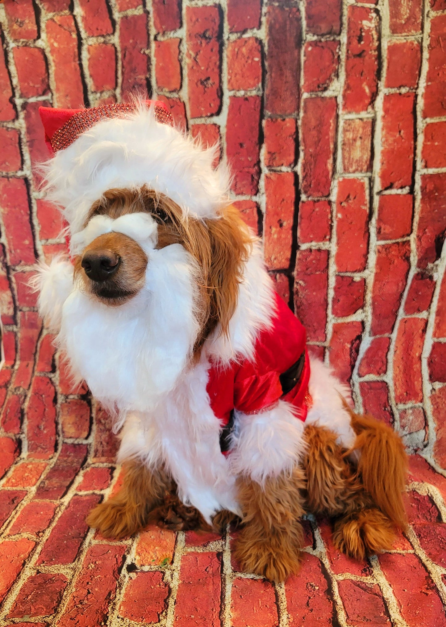 Santa Claus Pet beard and hat, Santa Claus dog beard and hat, Santa Claus Cat beard and hat, pet Santa hat and beard, dog Santa hat