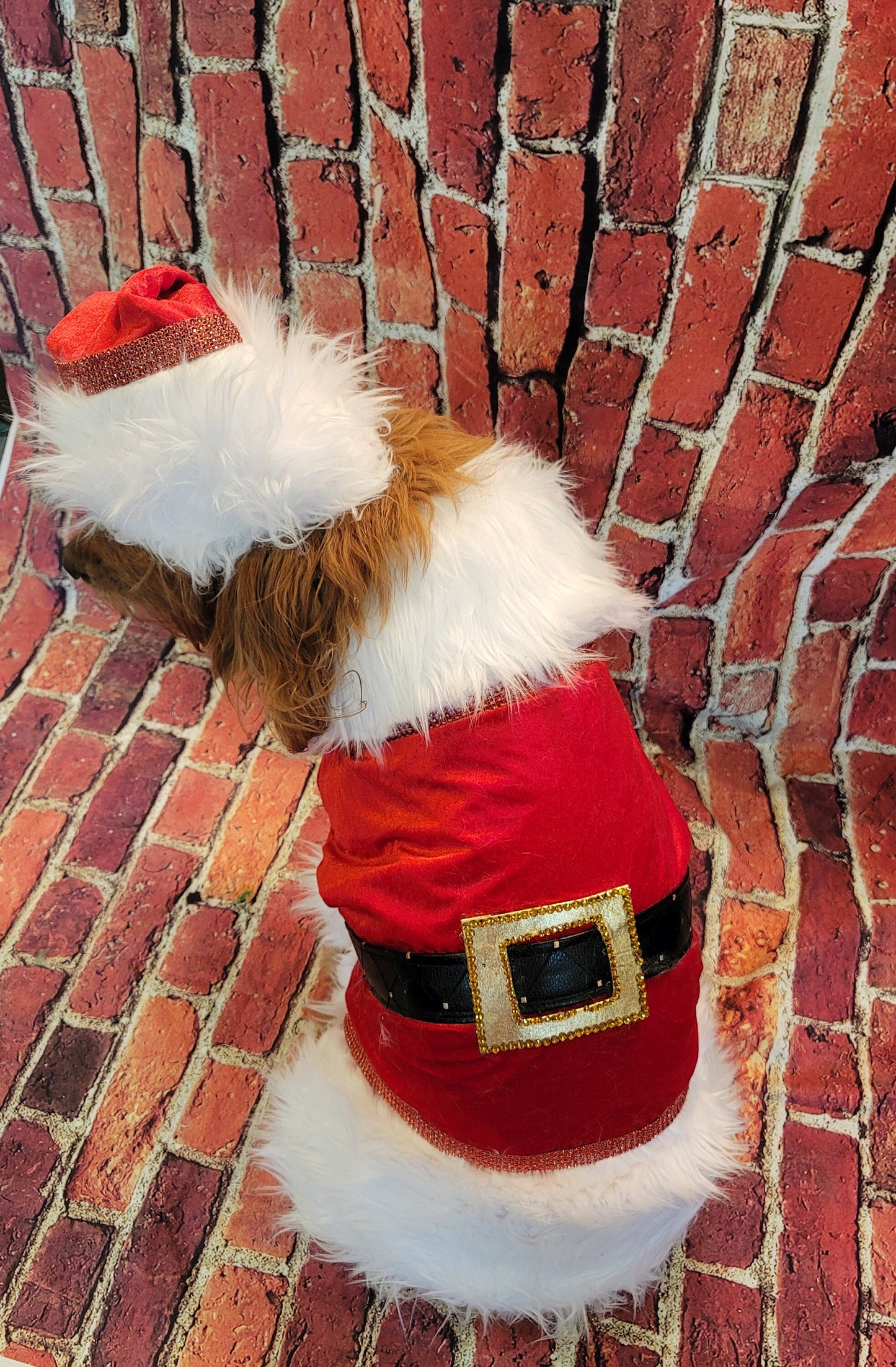 Pet Santa shirt and hat, santa dog shirt hat, santa pet costume, santa cat costume, dog santa costume, Christmas pet costume,