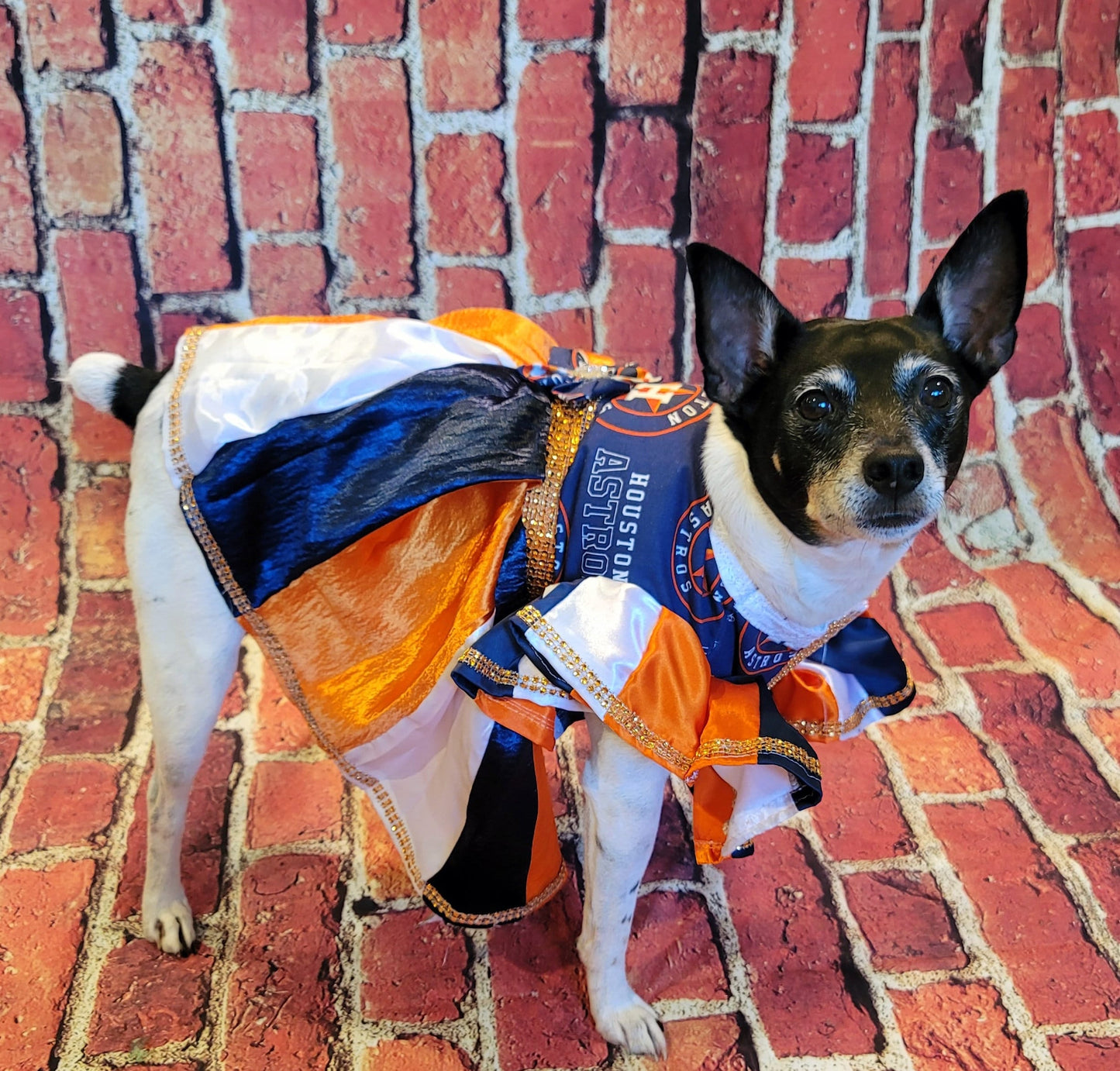 Houston Astros cheerleading pet dress, Astros Cheerleader dog dresses, Astros cat dress, Houston Astros Pet dresses, baseball pet dresses,