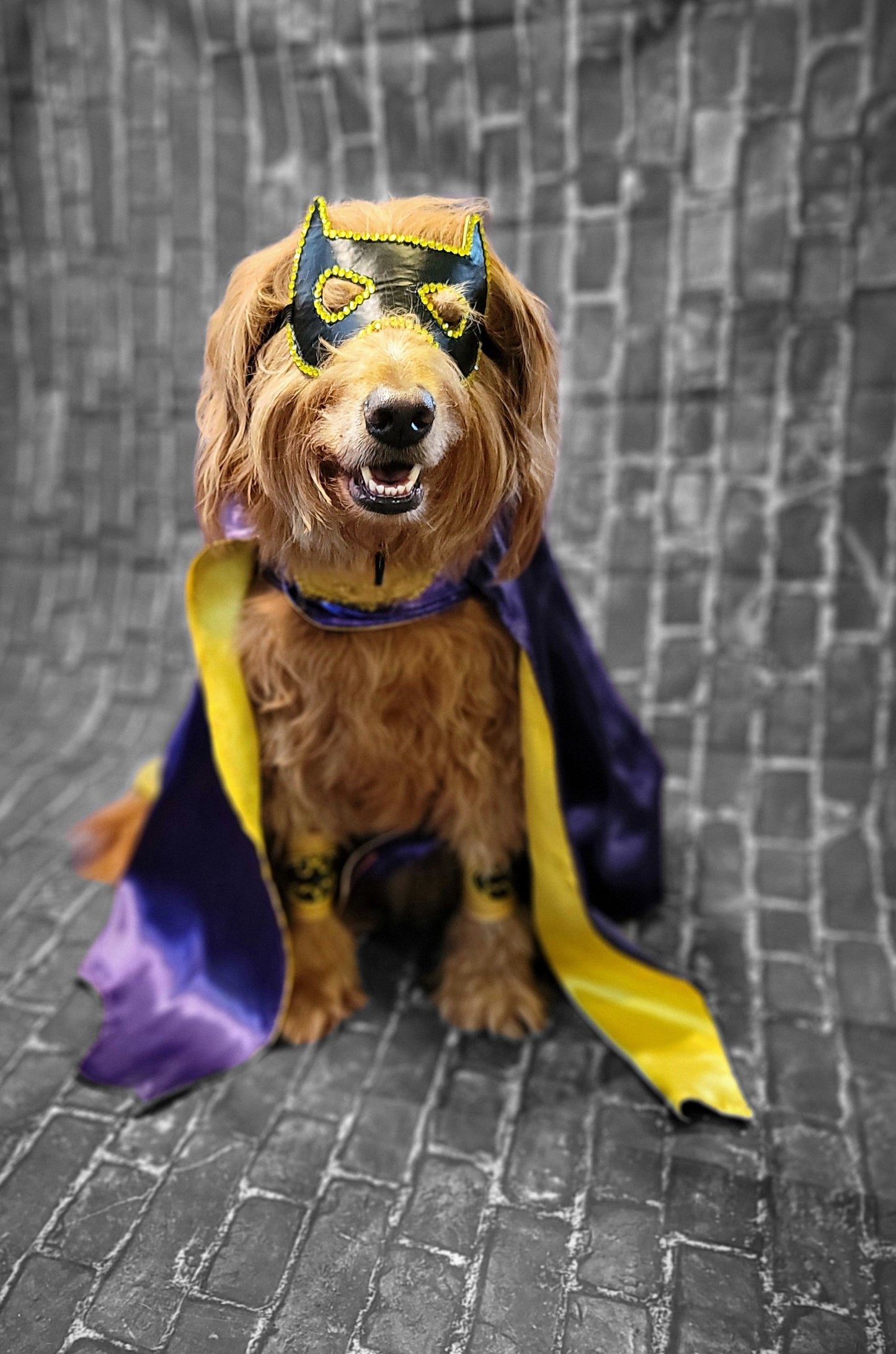 Batgirl pet costume, Batgirl dog costume, Batgirl cat costume, Batgirl pet cape, Batgirl Halloween costume, pet Batgirl, dog Batgirl costume