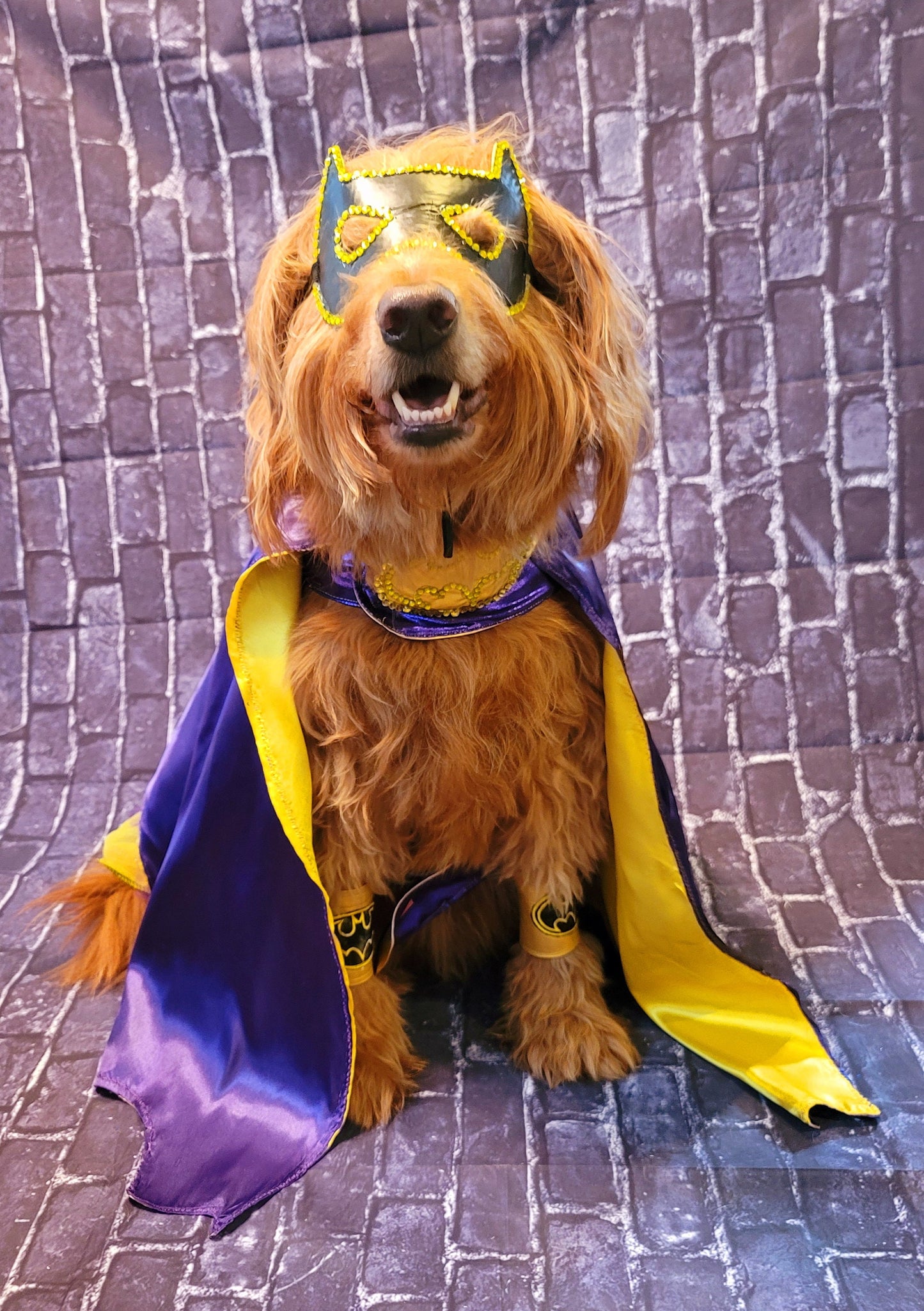 Batgirl pet costume, Batgirl dog costume, Batgirl cat costume, Batgirl pet cape, Batgirl Halloween costume, pet Batgirl, dog Batgirl costume