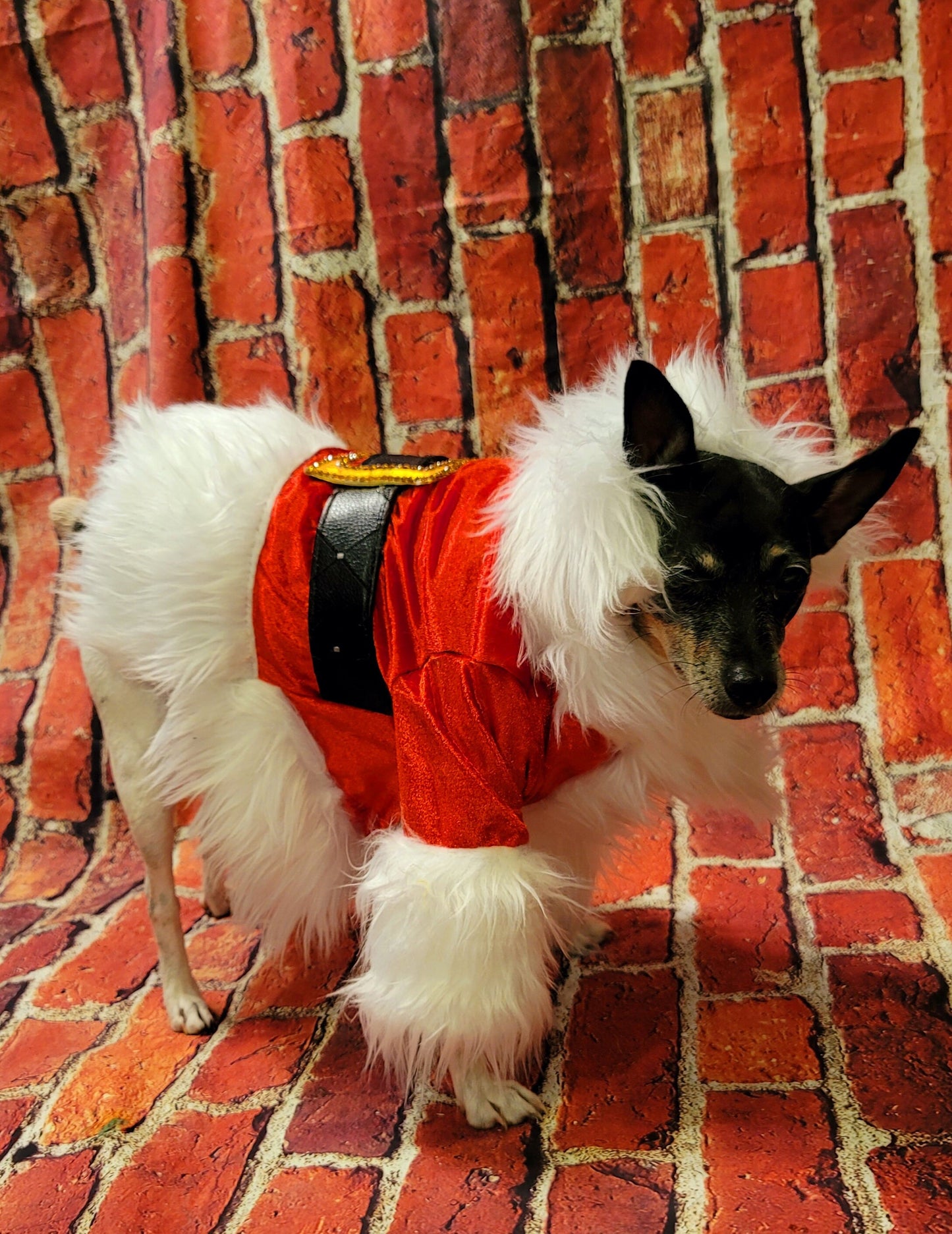 Pet Santa shirt and hat, santa dog shirt hat, santa pet costume, santa cat costume, dog santa costume, Christmas pet costume,