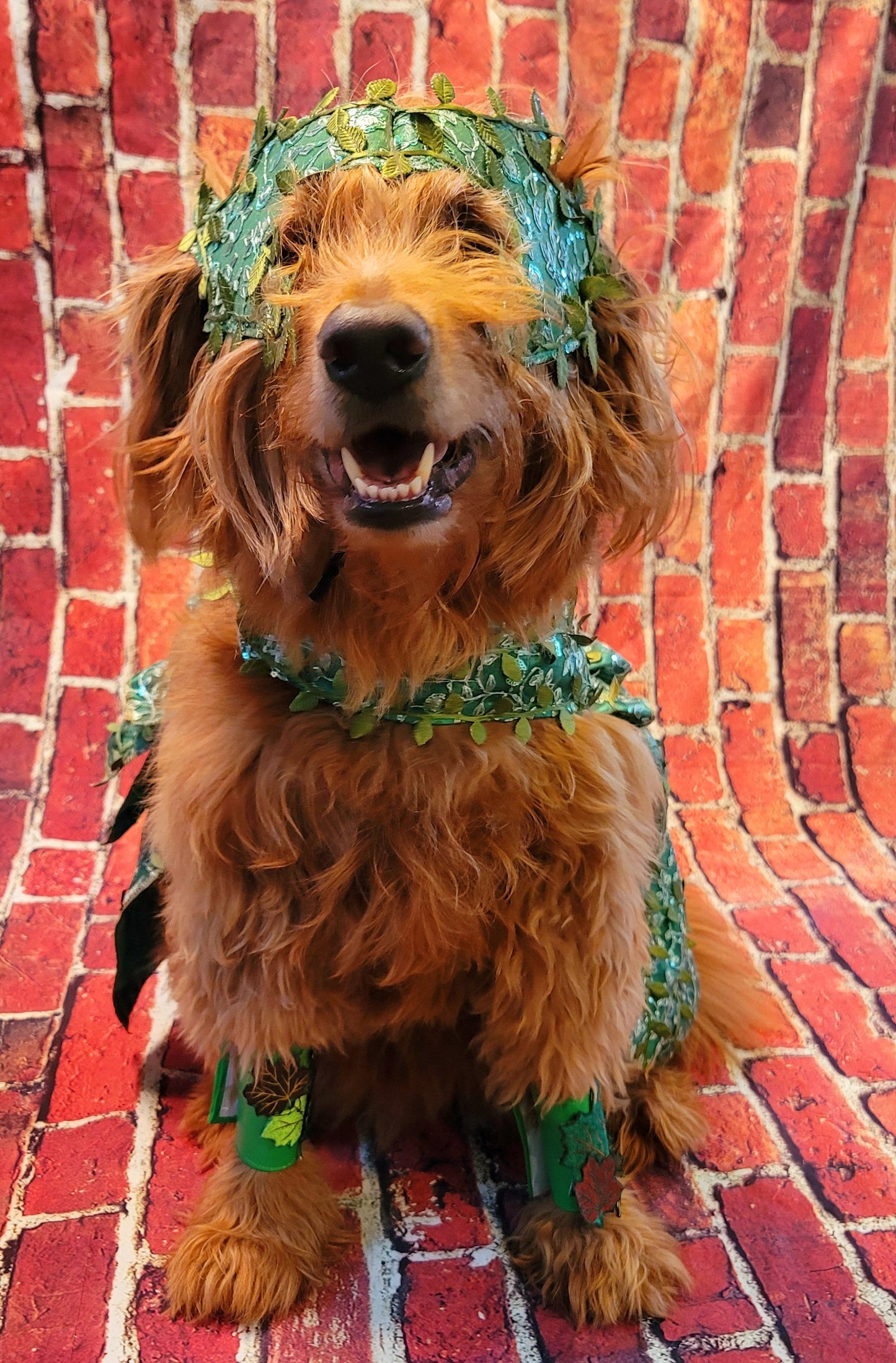- Poison Ivy Pet Costume, Poison Ivy dog costume, Poision Ivy Cat costume, pet Poison Ivy costume, dog Poison Ivy costume, cat Poison Ivy