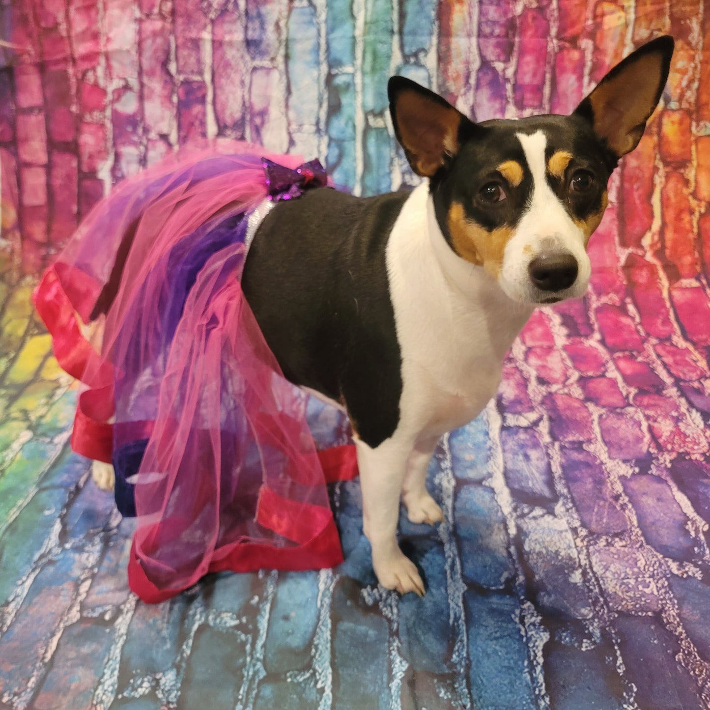 Pet Tutu, Dog Tutu, Cat Tutu, pet birthday tutu, pet skirt, dog skirt, cat skirt, tulle pet skirt, tulle dog skirt, tulle cat skirt