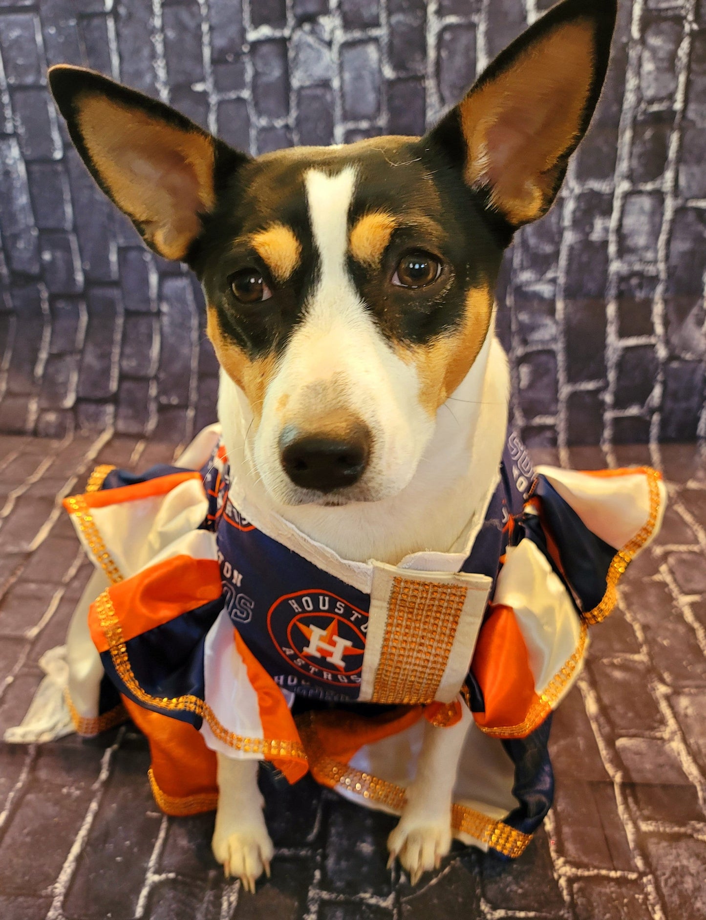Houston Astros cheerleading pet dress, Astros Cheerleader dog dresses, Astros cat dress, Houston Astros Pet dresses, baseball pet dresses,