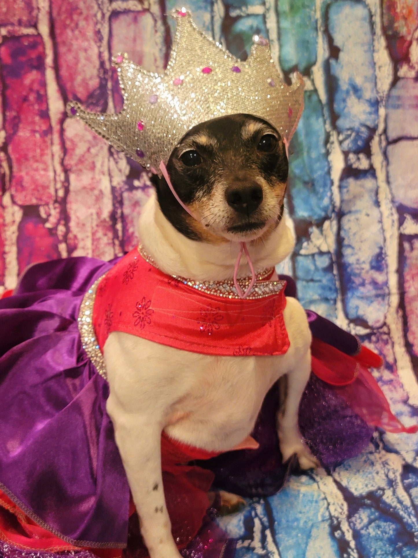 Pet Crown, Dog Crown, Cat Crown, Pet Birthday Crown, crown for pets, crown for dogs, crown for cats