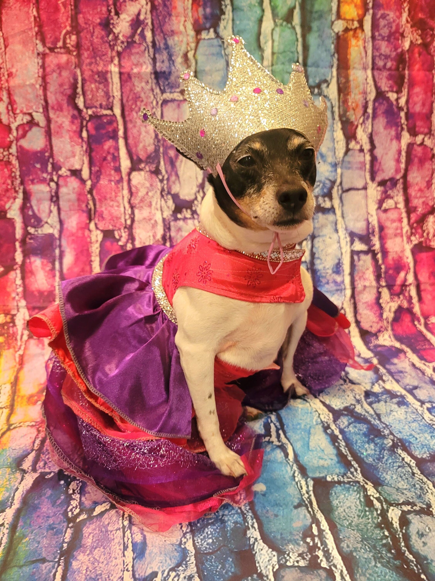 Pet Crown, Dog Crown, Cat Crown, Pet Birthday Crown, crown for pets, crown for dogs, crown for cats
