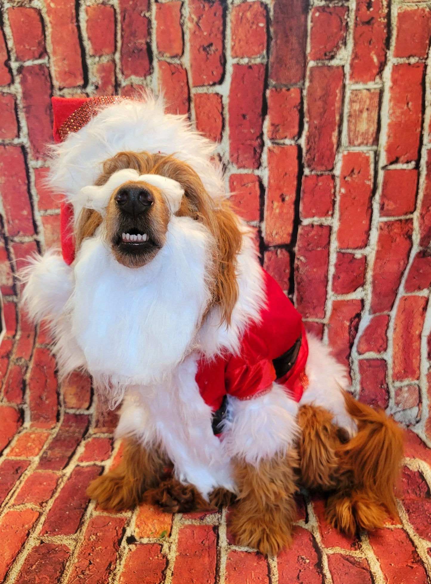 Pet Santa shirt and hat, santa dog shirt hat, santa pet costume, santa cat costume, dog santa costume, Christmas pet costume,