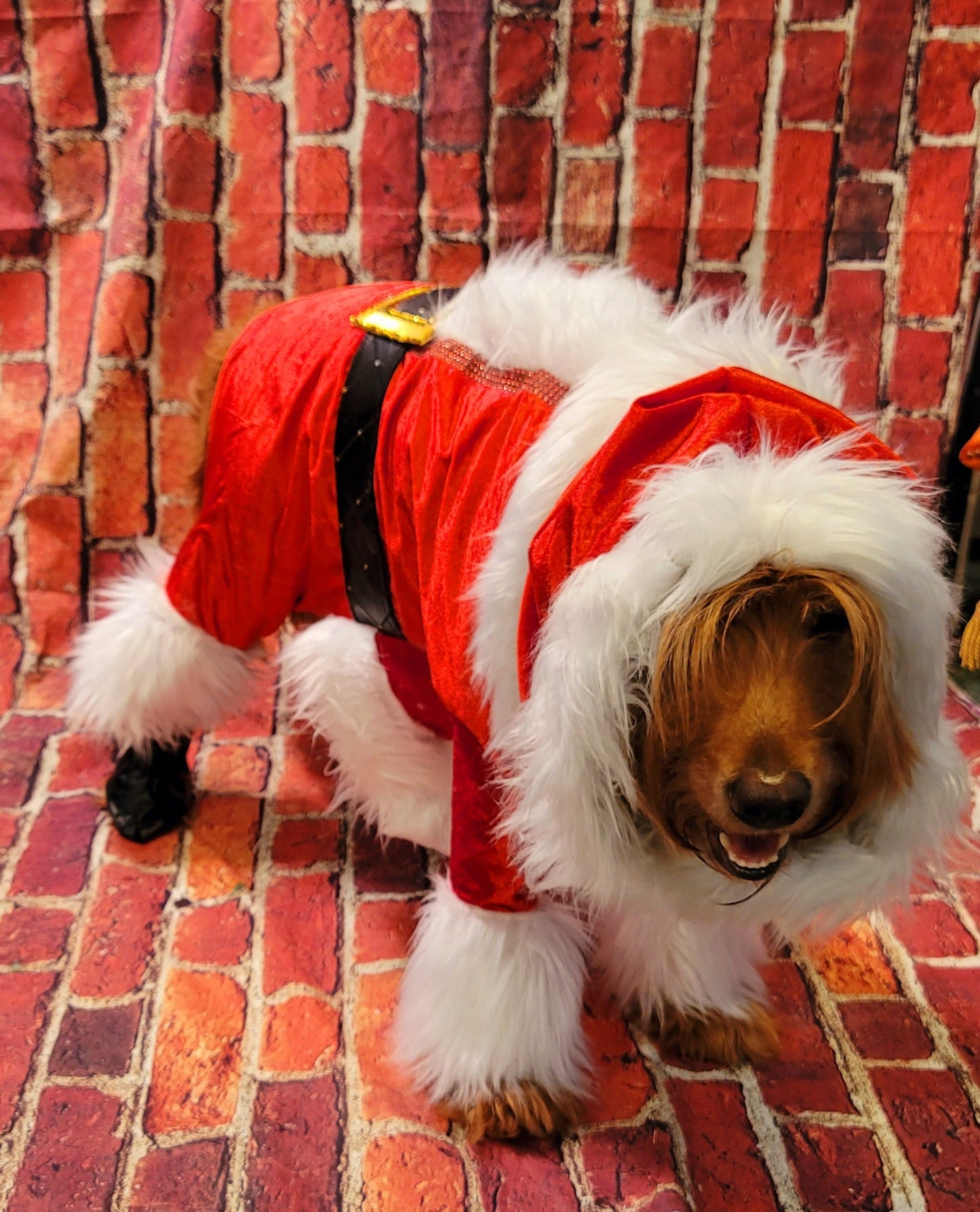 Pet Santa Costume, santa dog costume, santa full pet costume, santa cat costume, dog santa costume, Christmas pet costume, holiday pet