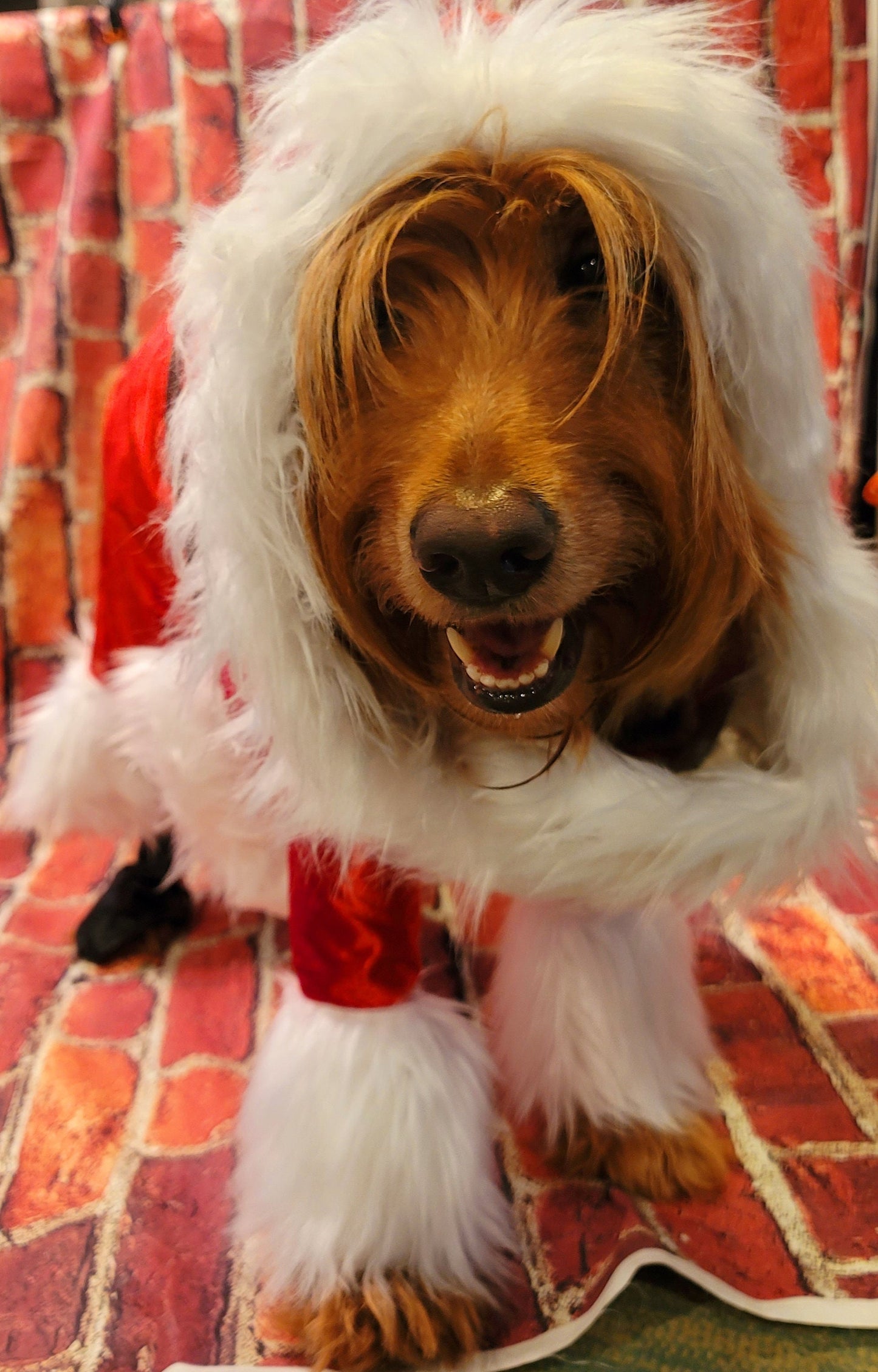 Pet Santa Costume, santa dog costume, santa full pet costume, santa cat costume, dog santa costume, Christmas pet costume, holiday pet