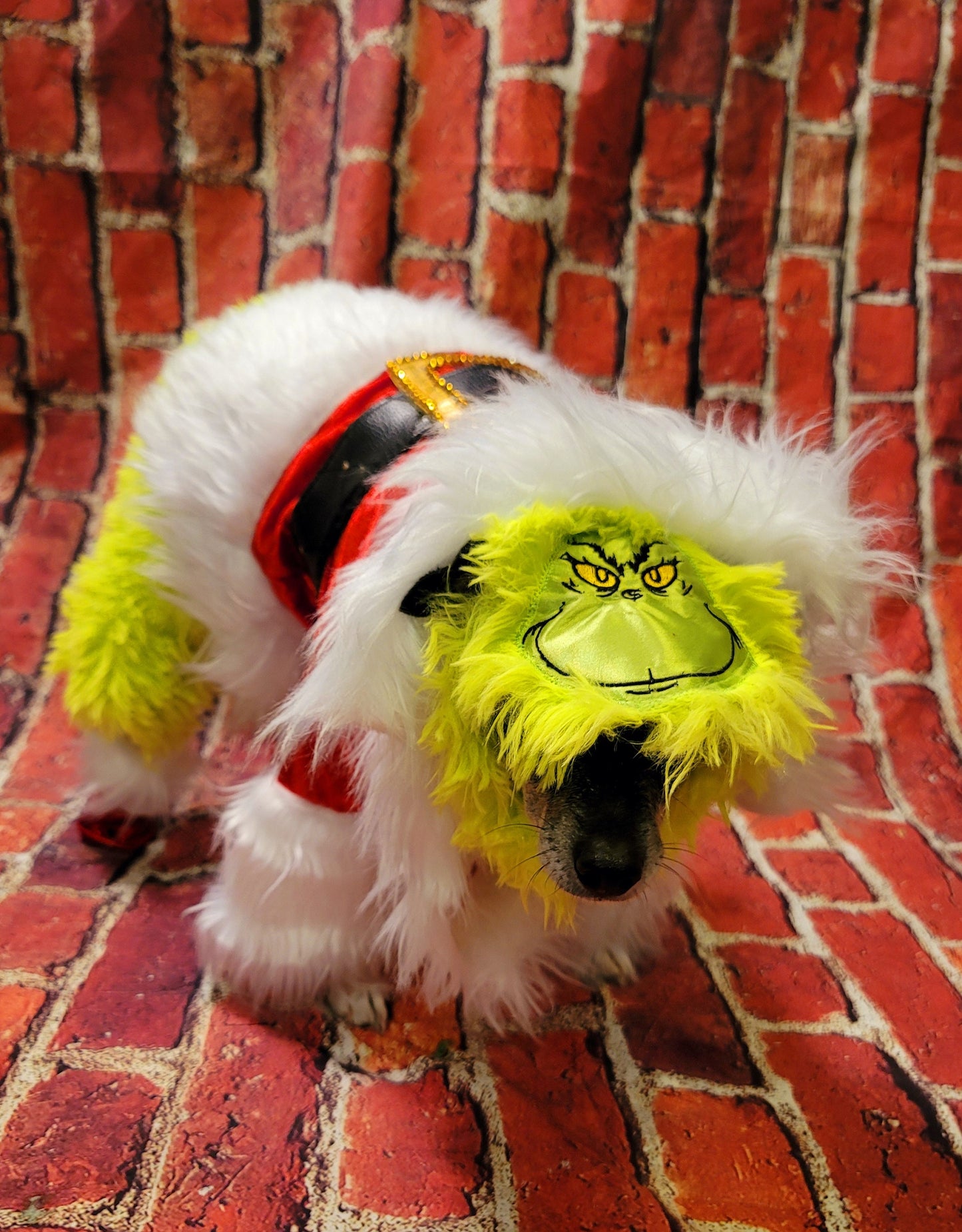 The Grinch pet costume, The Grinch stole Christmas pet costume, Grinch dog costume, Grinch cat costume, The grinch dog costume, pet grinch