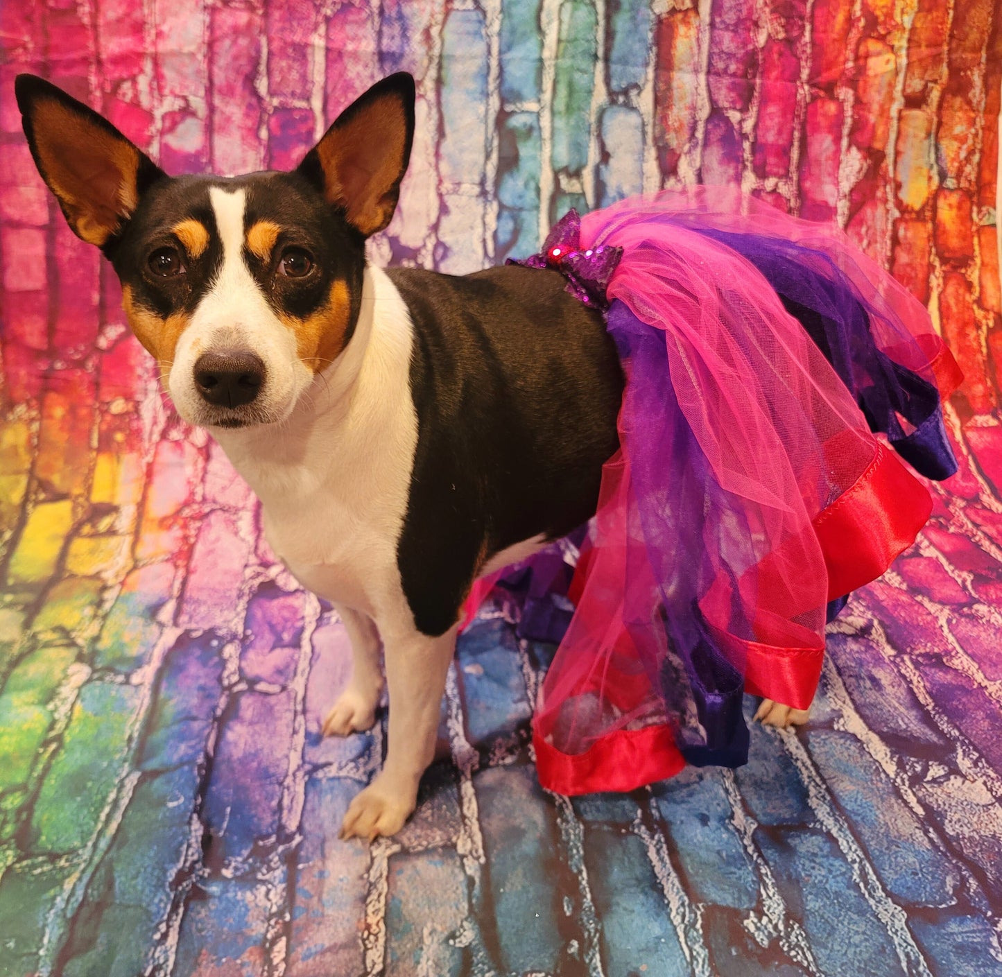 Pet Tutu, Dog Tutu, Cat Tutu, pet birthday tutu, pet skirt, dog skirt, cat skirt, tulle pet skirt, tulle dog skirt, tulle cat skirt